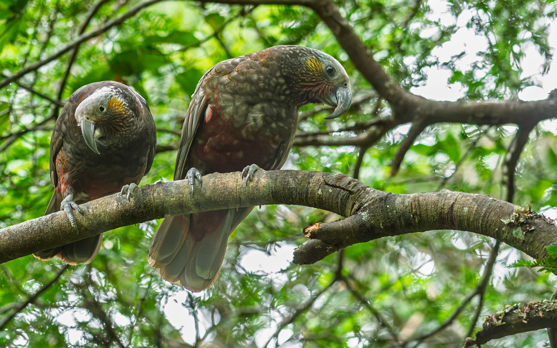| Kākā (Nestor meridionalis) | Stuart Island / Rakiura | South Island | New Zealand |