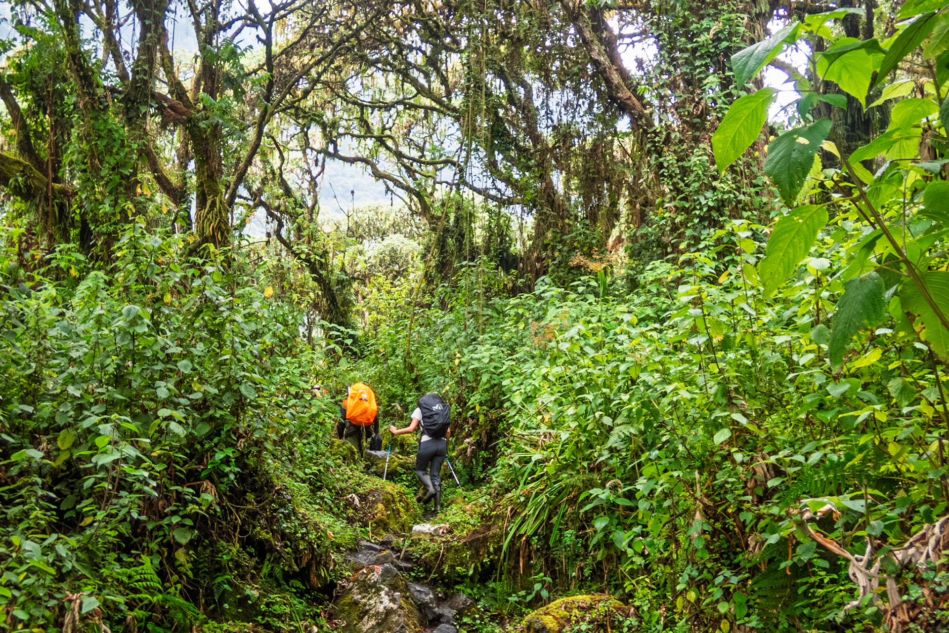 | Day 2. Nyabitabe Camp (2.651 m) - John Matte Hut (3.505 m) |  Rwenzori Mountains | Uganda | |  Rwenzori Mountains | Uganda |