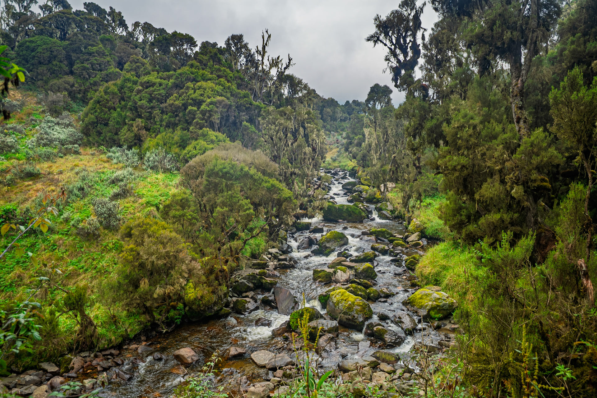 | Day 3. John Matte Hut (3.505 m) - Bujuku Hut (3.977 m) |  Rwenzori Mountains | Uganda | |  Rwenzori Mountains | Uganda |