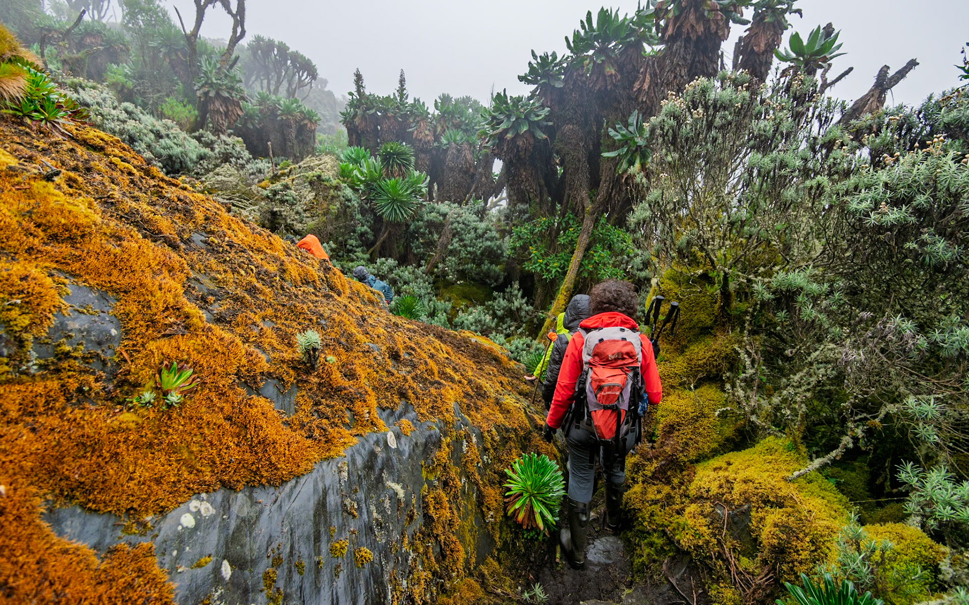 | Day 6. Kitandara Hut (4.023 m) - Guy Yeoman (3.505 m) |  Rwenzori Mountains | Uganda |  Rwenzori Mountains | Uganda |