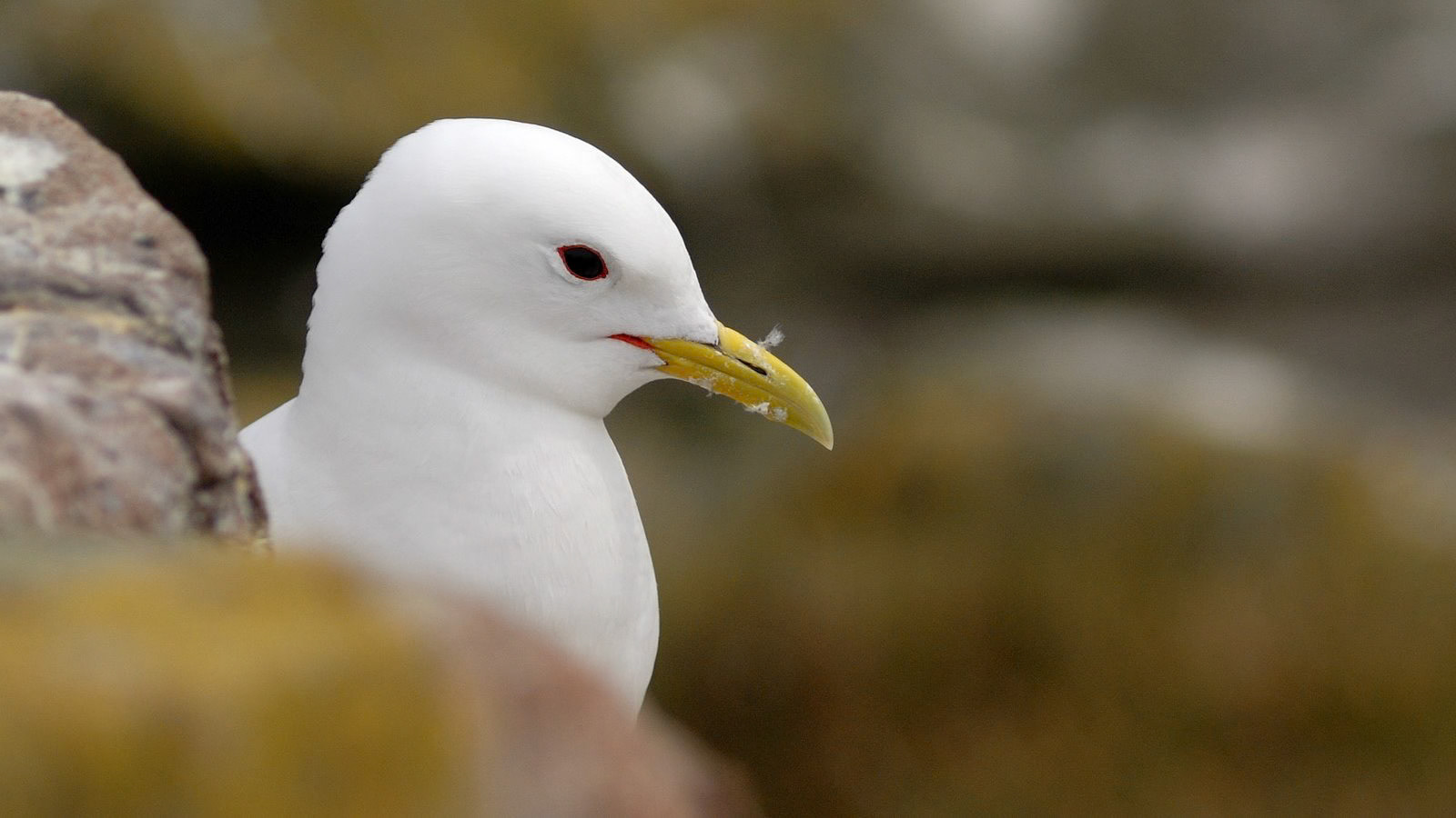 |Kittiwake (Rissa tridactyla) | Farne Islands | Northumbria | United Kingdom |