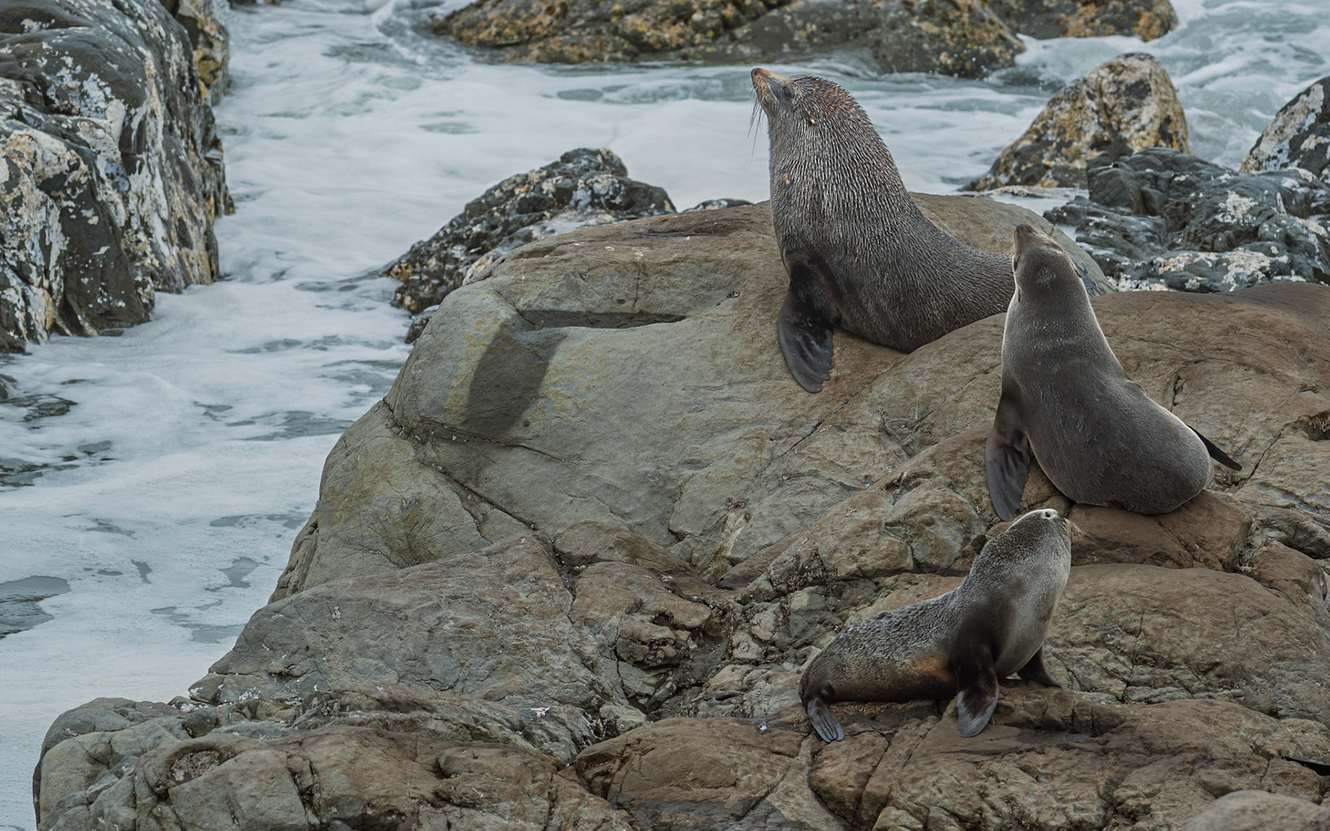 | New Zealand Fur Seal, Aotearoa (Arctocephalus forsteri) | Kaikoura | South Island | New Zealand |