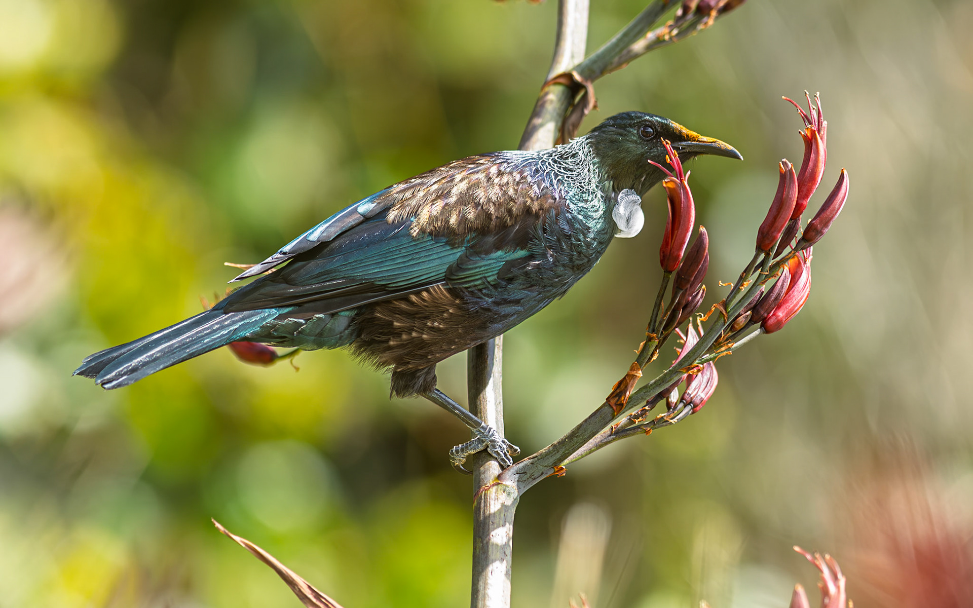 | Tūī (Prosthemadera novaeseelandiae) | Queen Charlotte Sound | South Island | New Zealand |