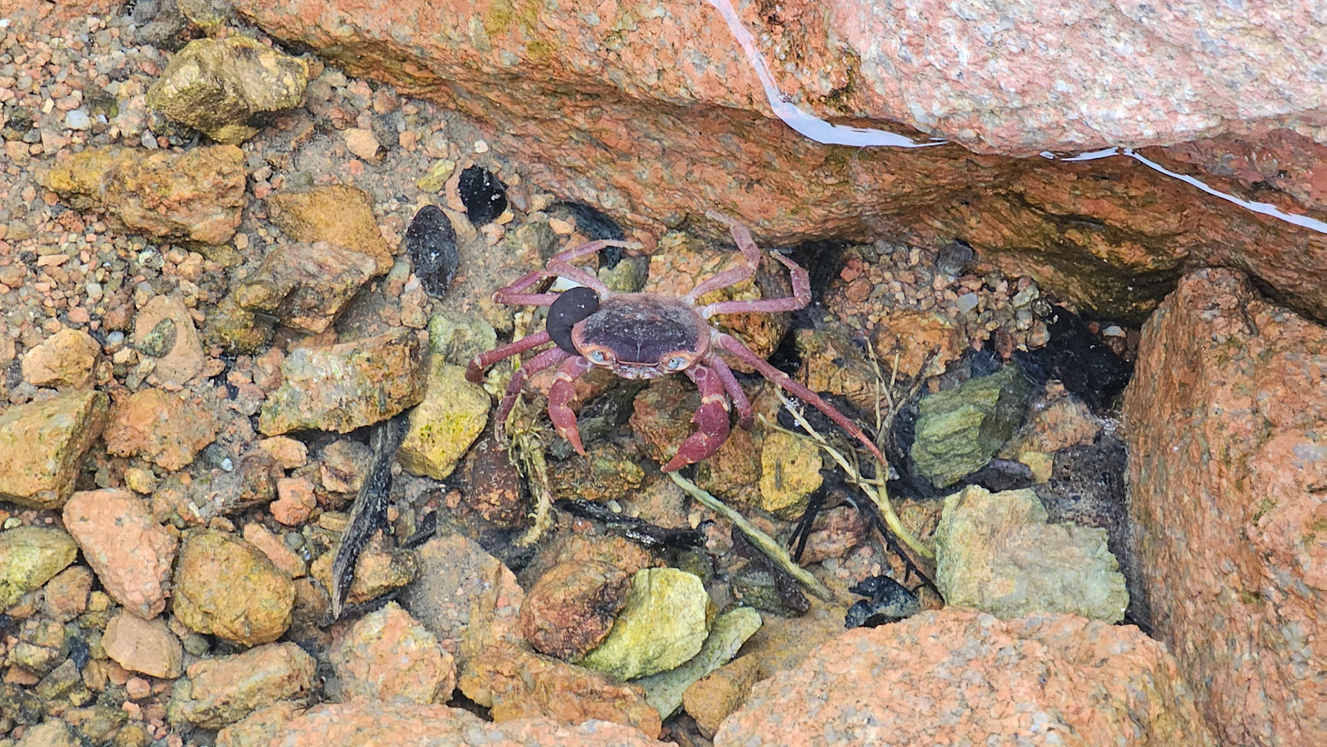 Socotra Freswater Crab (Socotrapotamon socotrensis)
