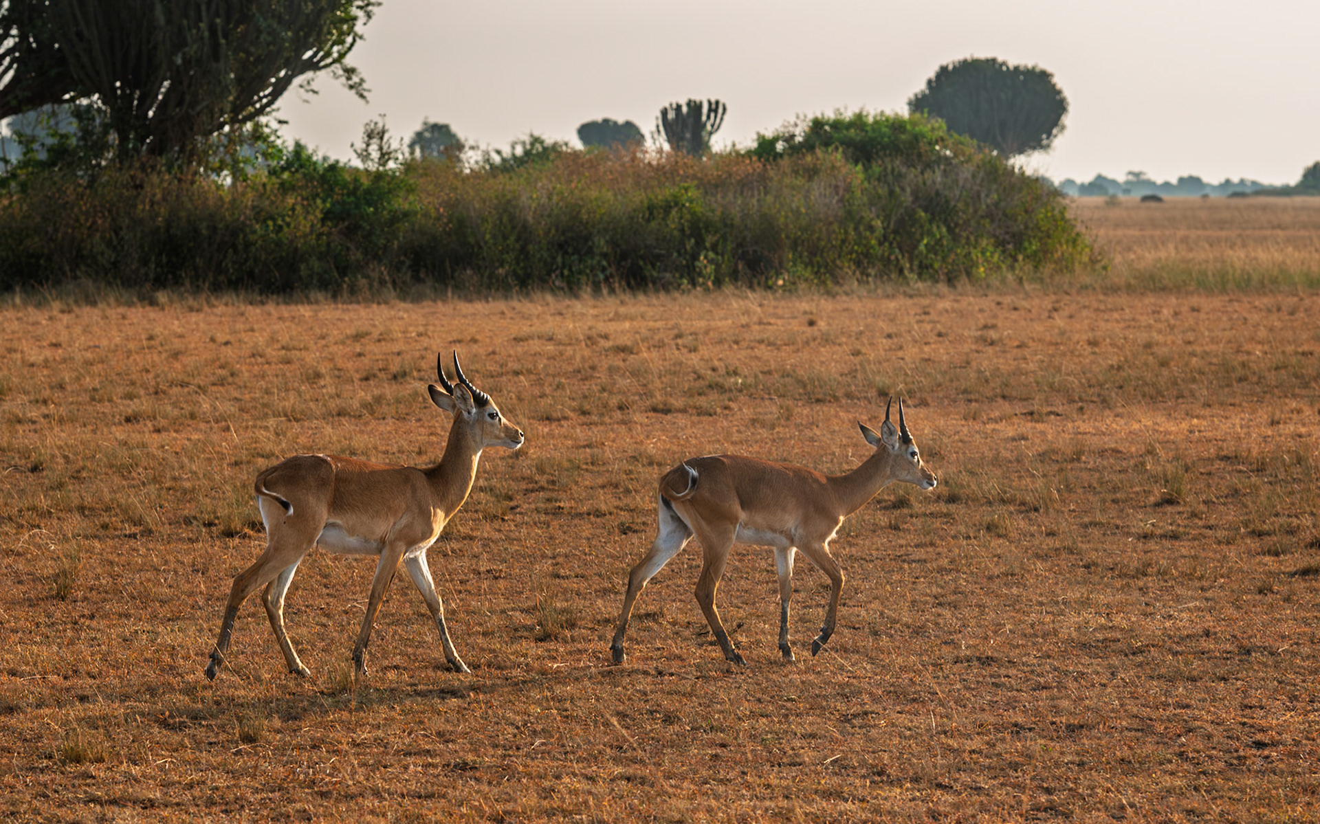 | Impala (Aepyceros melampus) | Mburo Lake | Uganda |