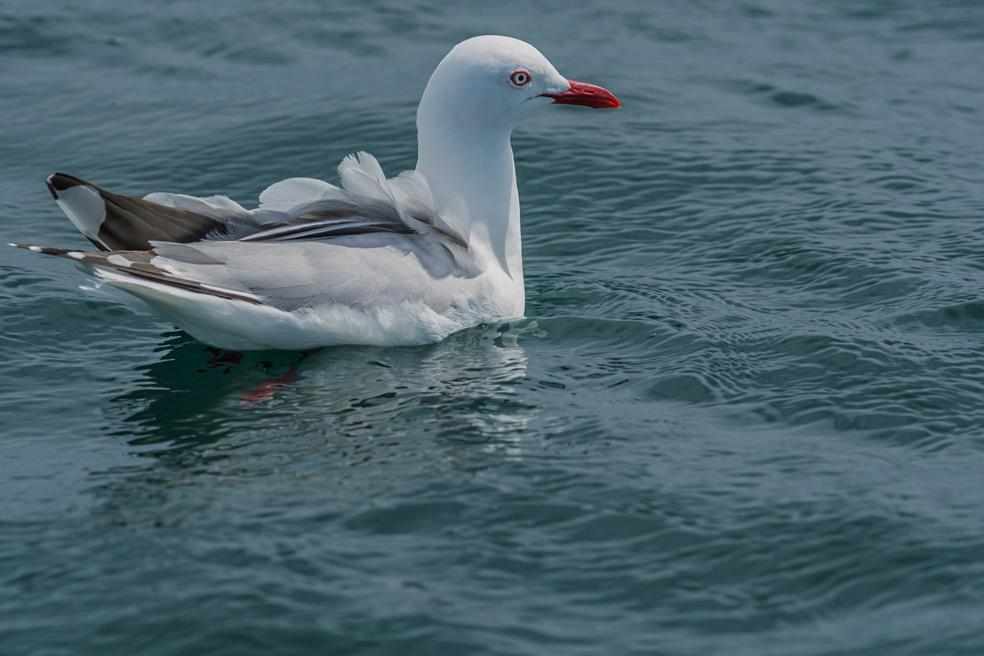 | Silver Gull, Tarāpunga, Akiaki (Chroicocephalus novaehollandiae) | Kaikoura | South Island | New Zealand |