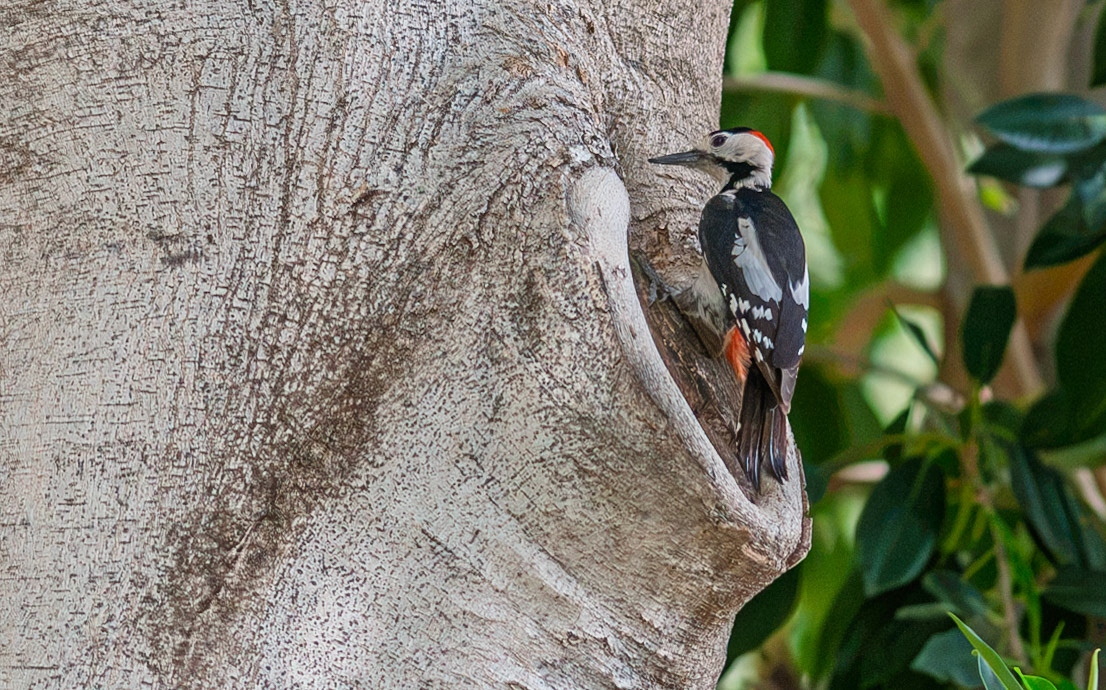 | Syrian Woodpecker (Dendrocopos syriacus) | Beit She'an | Northern Israel | Israel |