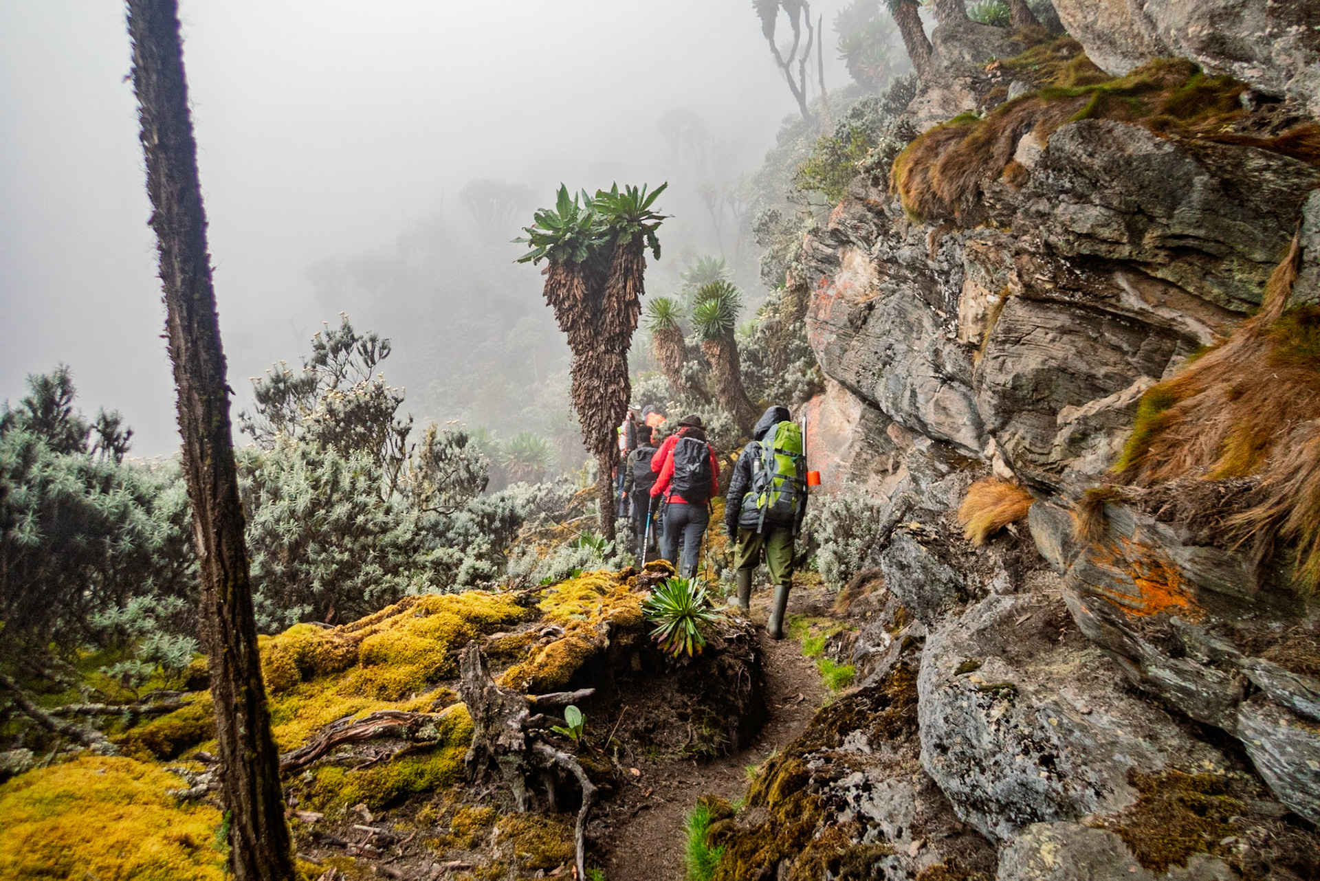 | Day 6. Kitandara Hut (4.023 m) - Guy Yeoman (3.505 m) |  Rwenzori Mountains | Uganda |  Rwenzori Mountains | Uganda |