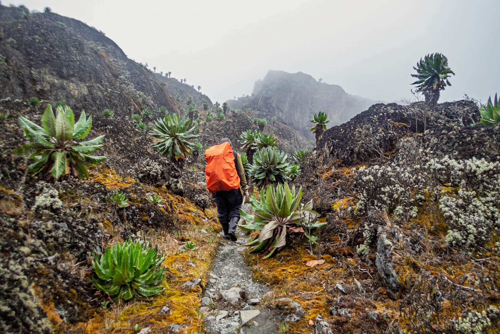 | Day 5. Elena Hut (4,541 m) - Margherita Peak (5.109 m) - Kitandara Hut (4.023 m)  |  Rwenzori Mountains | Uganda |  Rwenzori Mountains | Uganda |