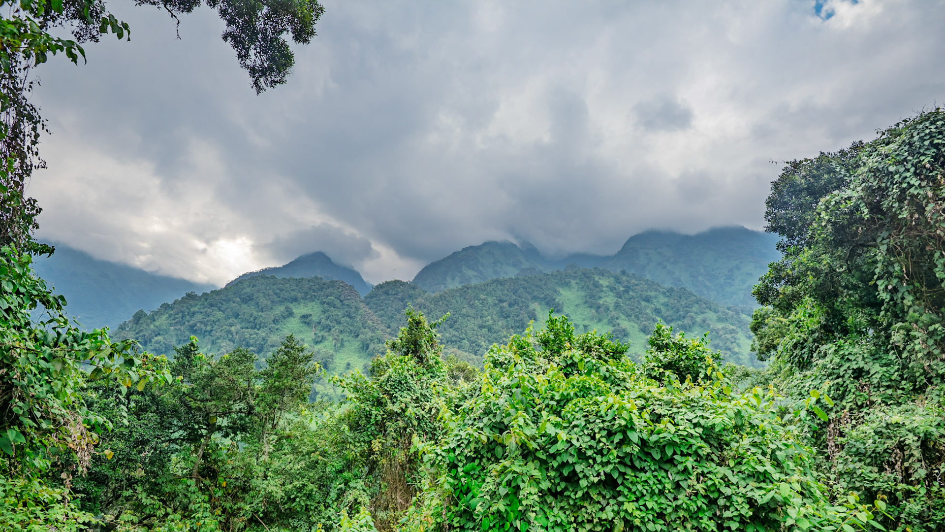 |  Rwenzori Mountains | Uganda |