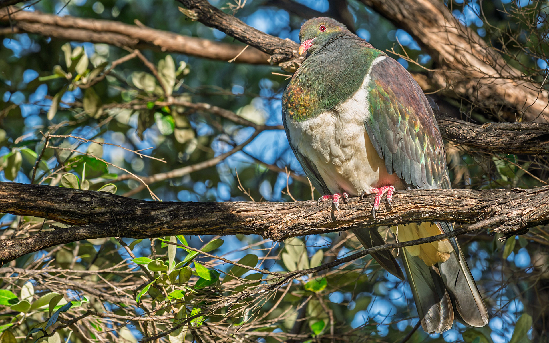 | Kererū (Hemiphaga novaeseelandiae) | Tiritiri Matangi | North Island | New Zealand |
