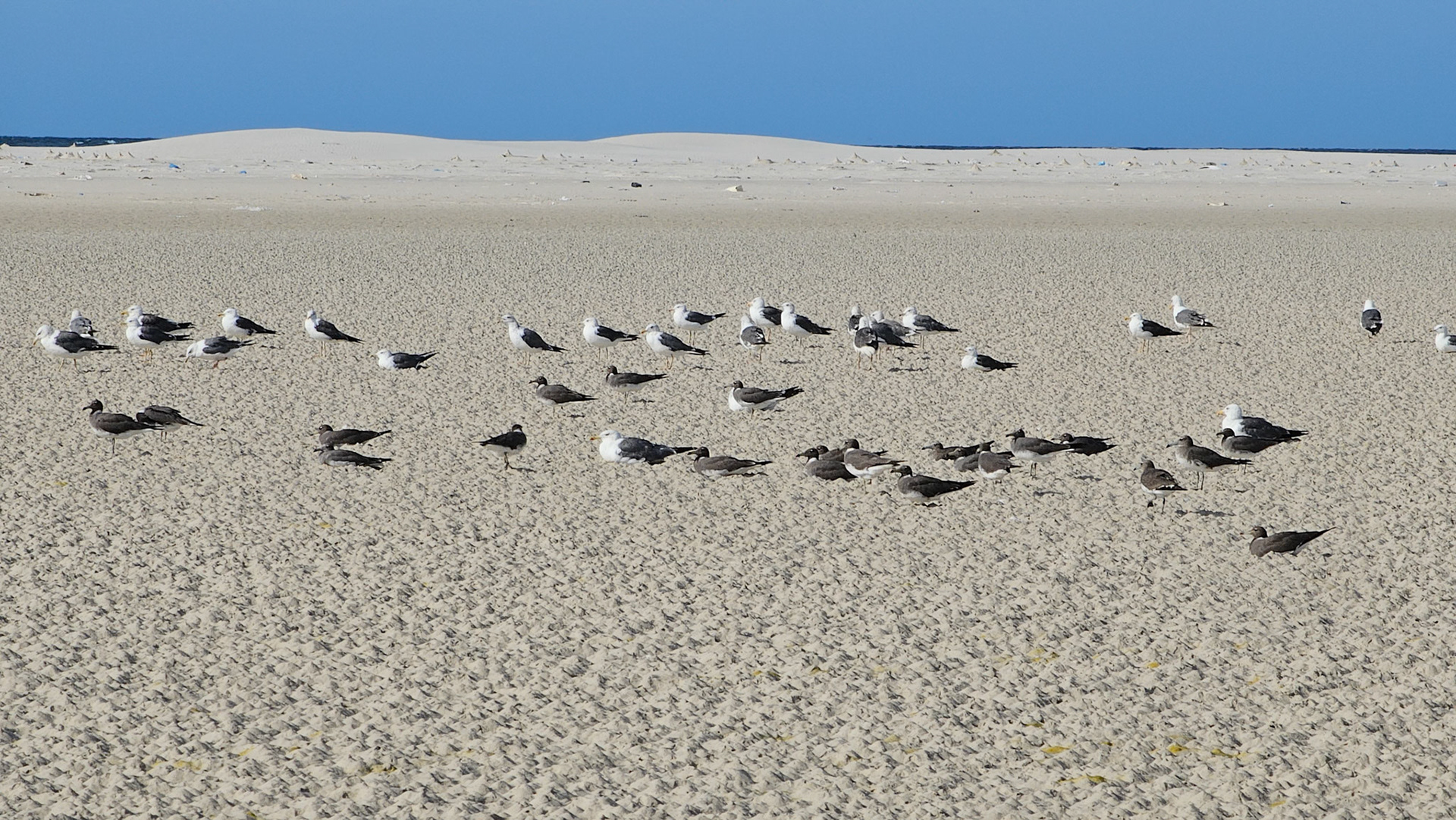 Mixed flock of Sooty Gull (chthyaetus hemprichii) and Heuglin's gull (Larus fuscus heuglini)