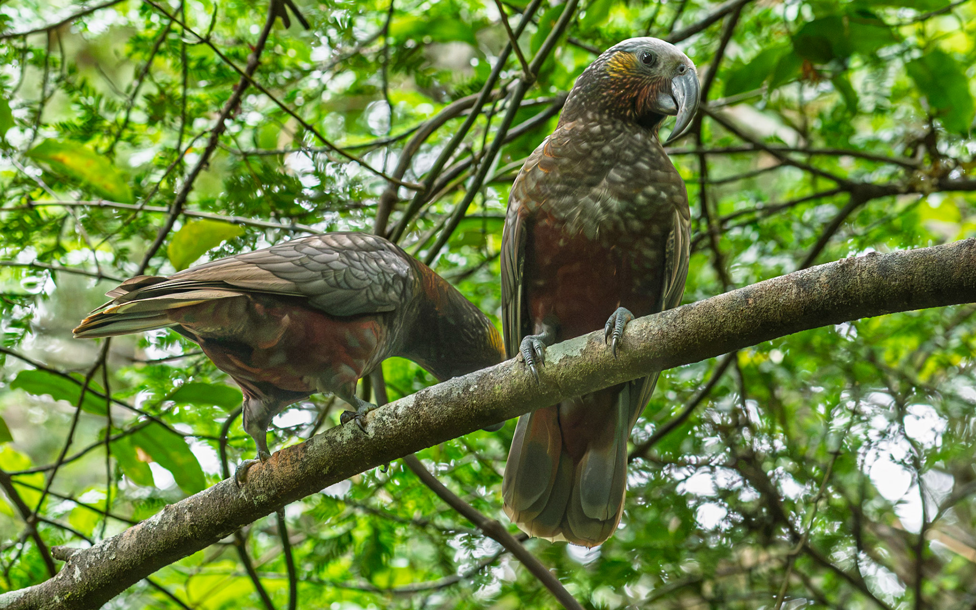 | Kākā (Nestor meridionalis) | Stuart Island / Rakiura | South Island | New Zealand |