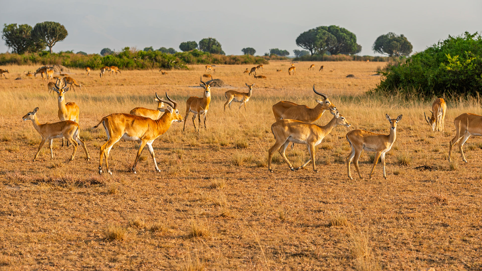 | Impala (Aepyceros melampus) | Mburo Lake | Uganda |