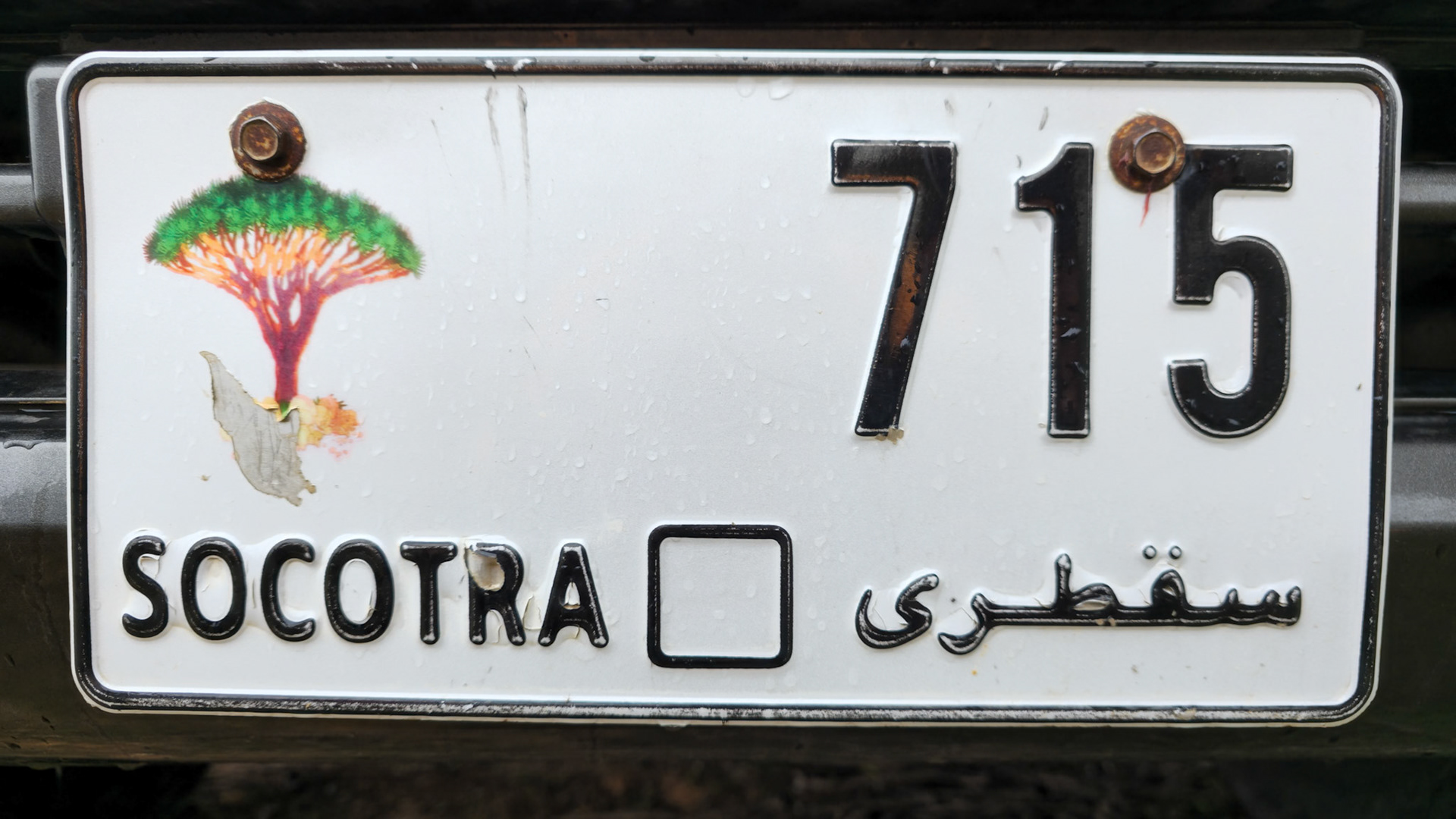 | Socotra  Oct '24 | Day 5 | October 11th | Mount Haggeher Trek | Wadi Dhamdhar - Firmihin Forest |