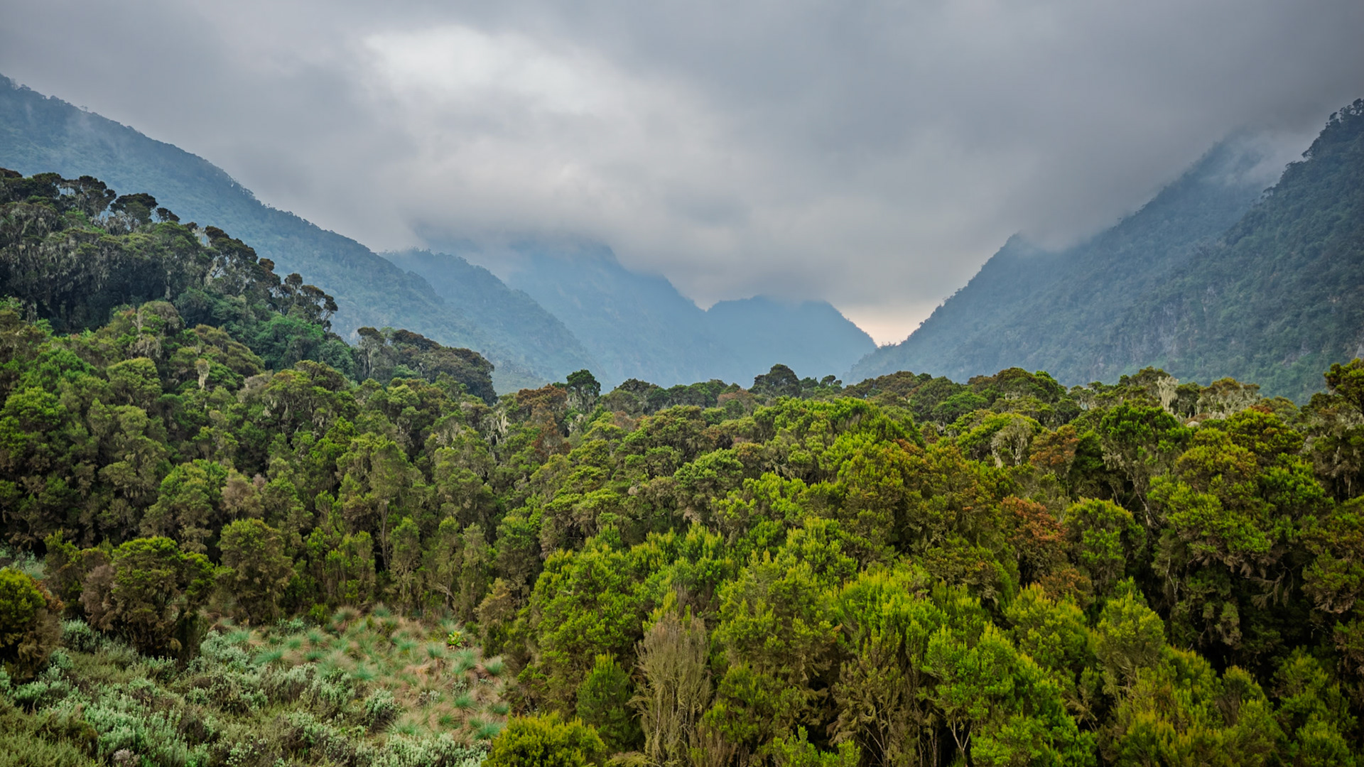 | Day 2. Nyabitabe Camp (2.651 m) - John Matte Hut (3.505 m) |  Rwenzori Mountains | Uganda | |  Rwenzori Mountains | Uganda |