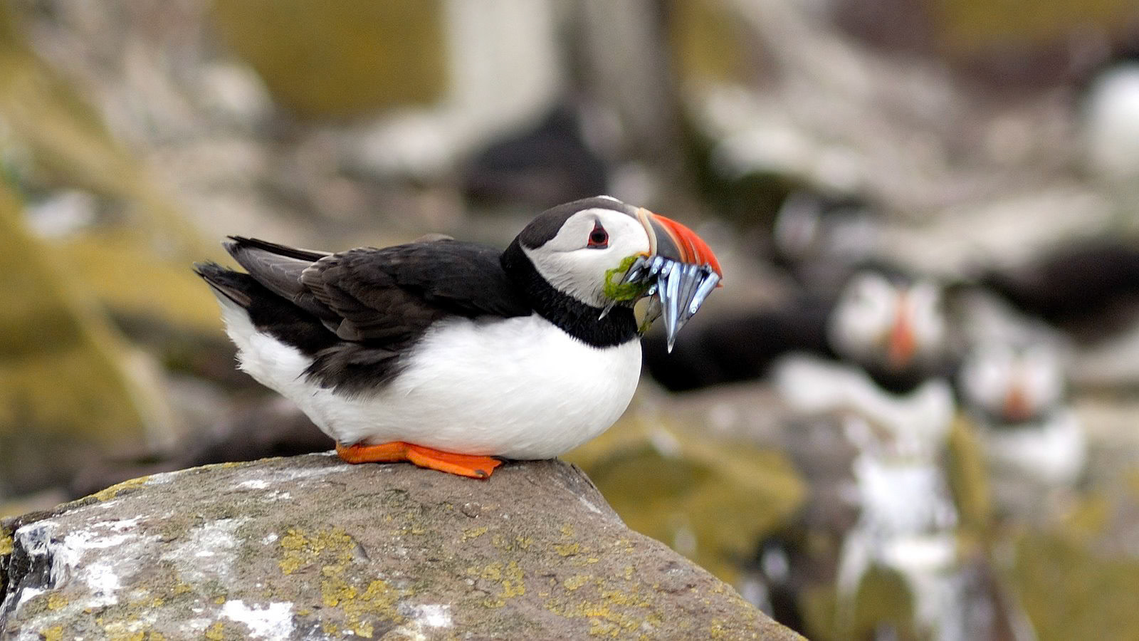 | Atlantic puffin (Fratercula arctica) | Farne Islands | Northumbria | United Kingdom |