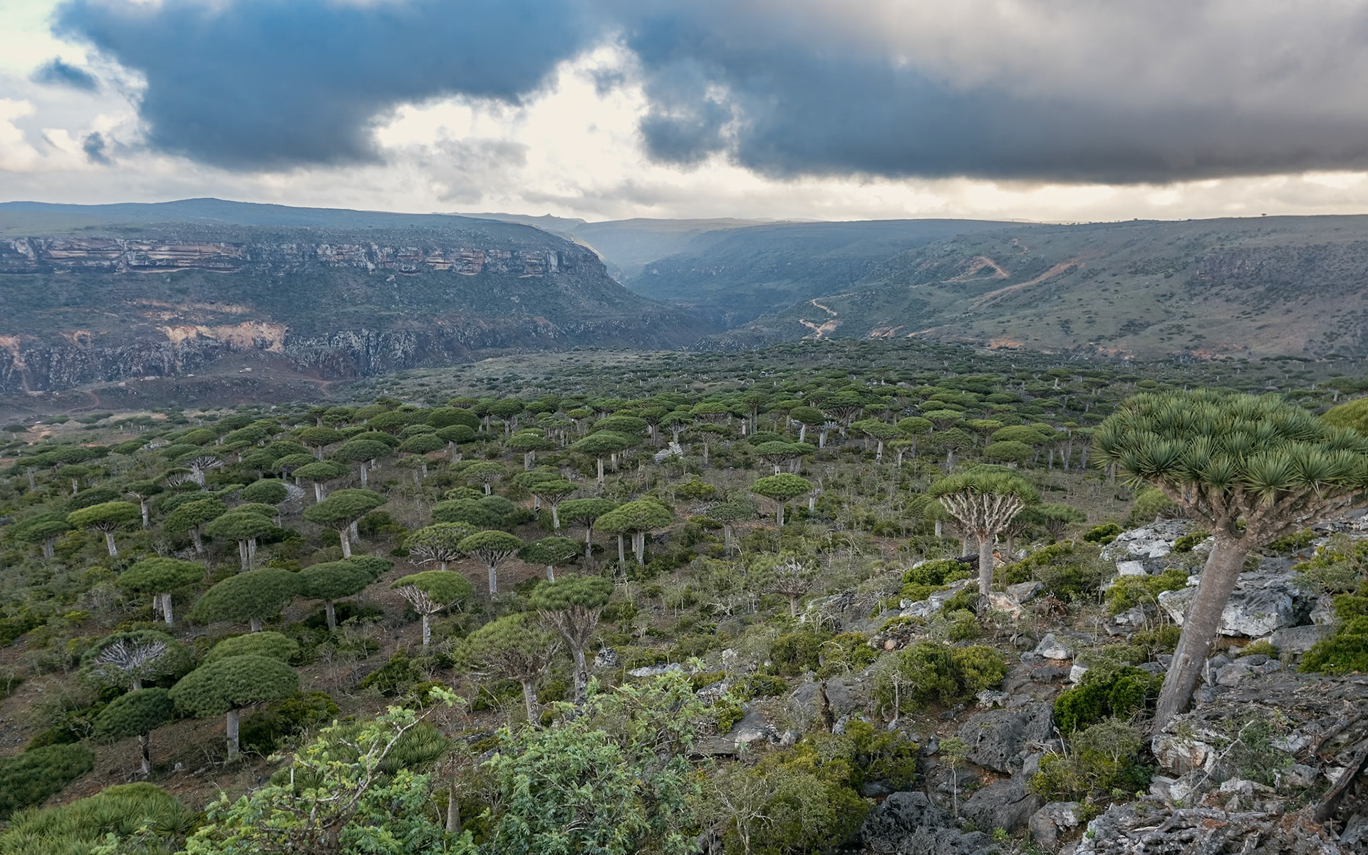 Firmihin Dragon Blood Tree Forest