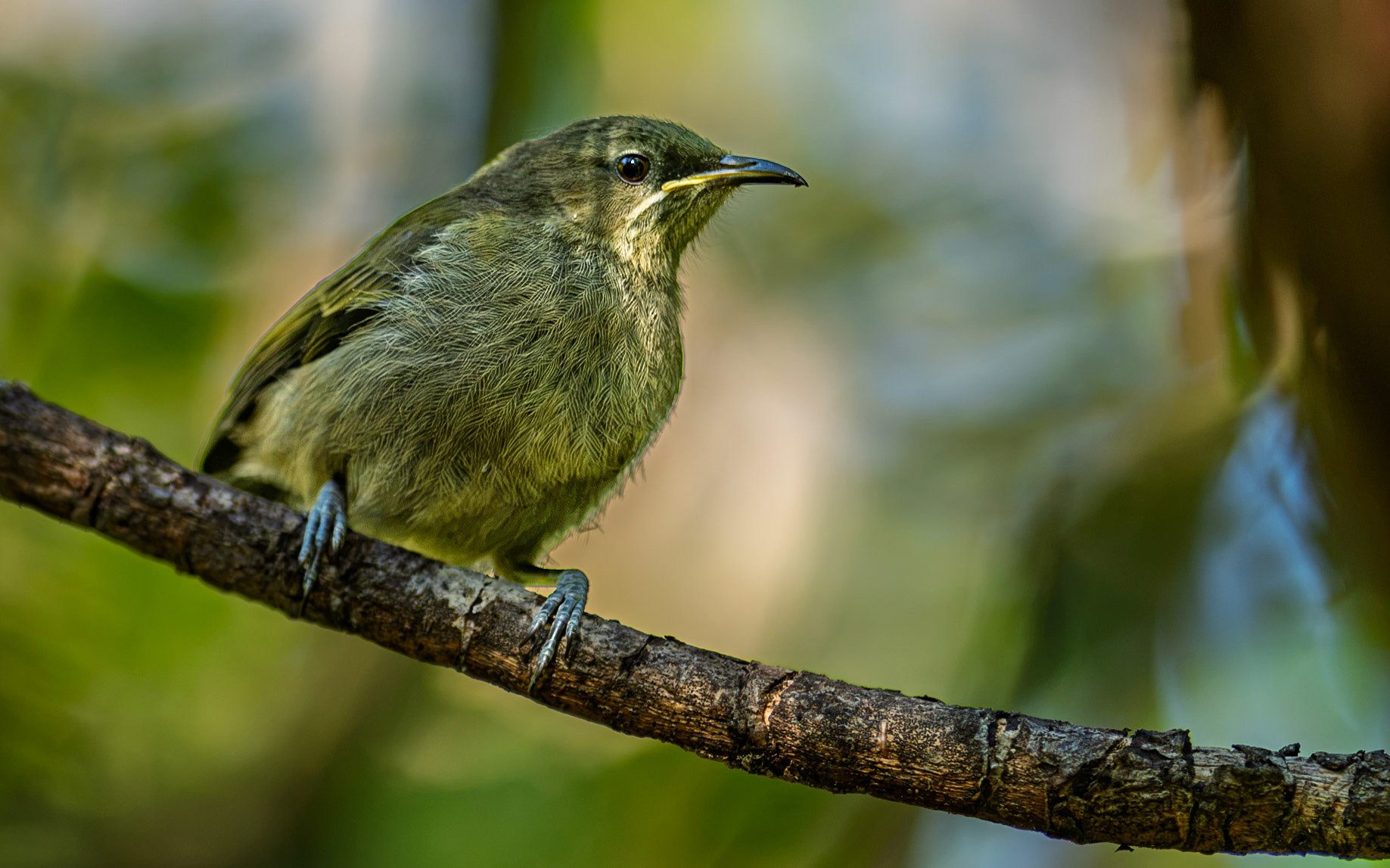 | New Zealand Bellbird, Korimako, Makomako (Anthornis melanura) | Tiritiri Matangi | North Island | New Zealand |