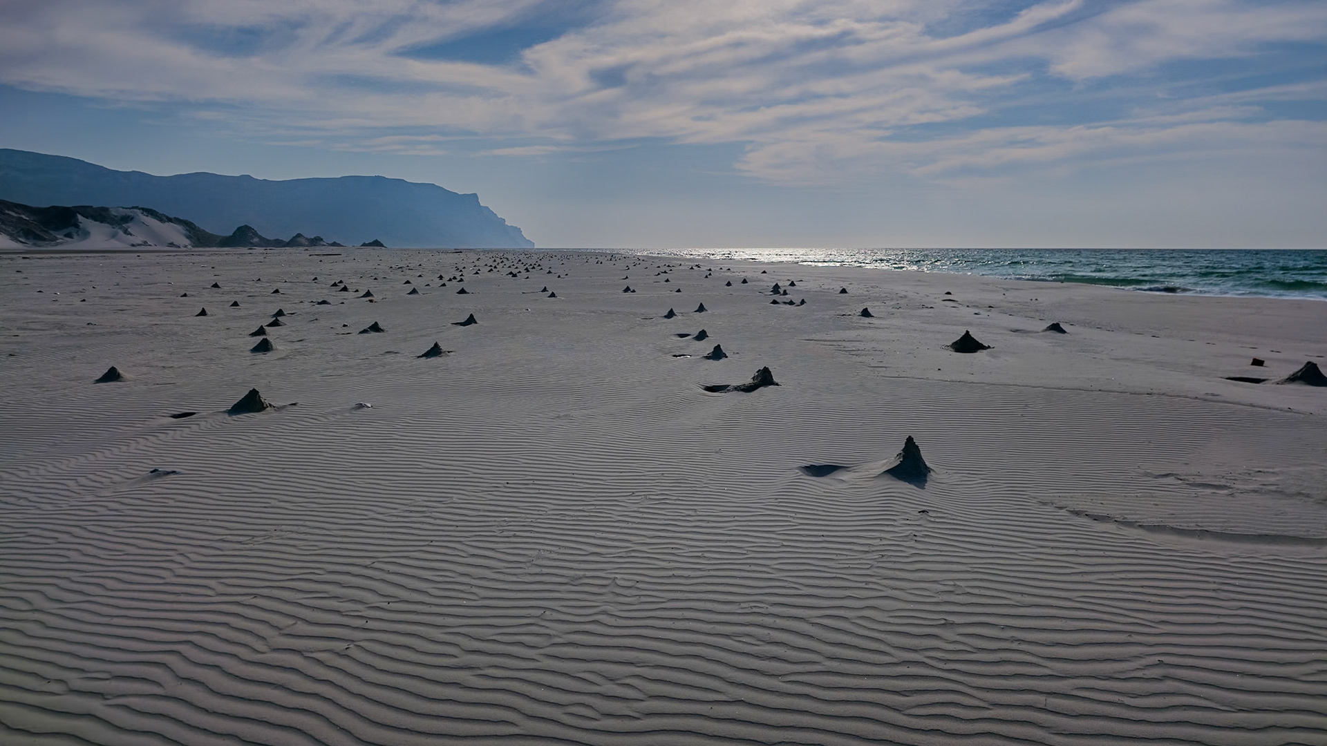 Arabian Ghost Crab (Ocypode saratan) nests