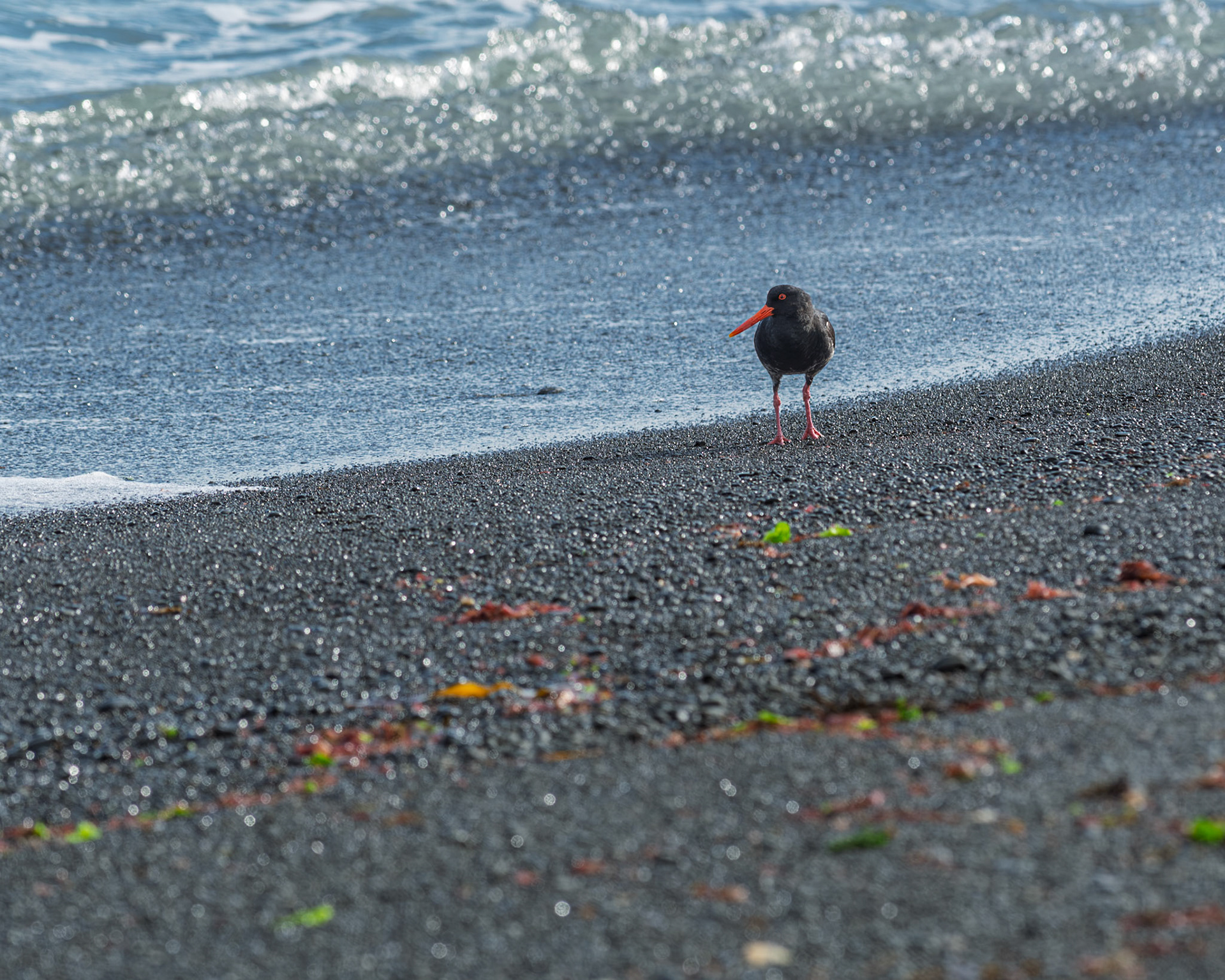| Variable Oystercatcher, Tōrea-pango (Haematopus unicolor) | Kaikoura | South Island | New Zealand |