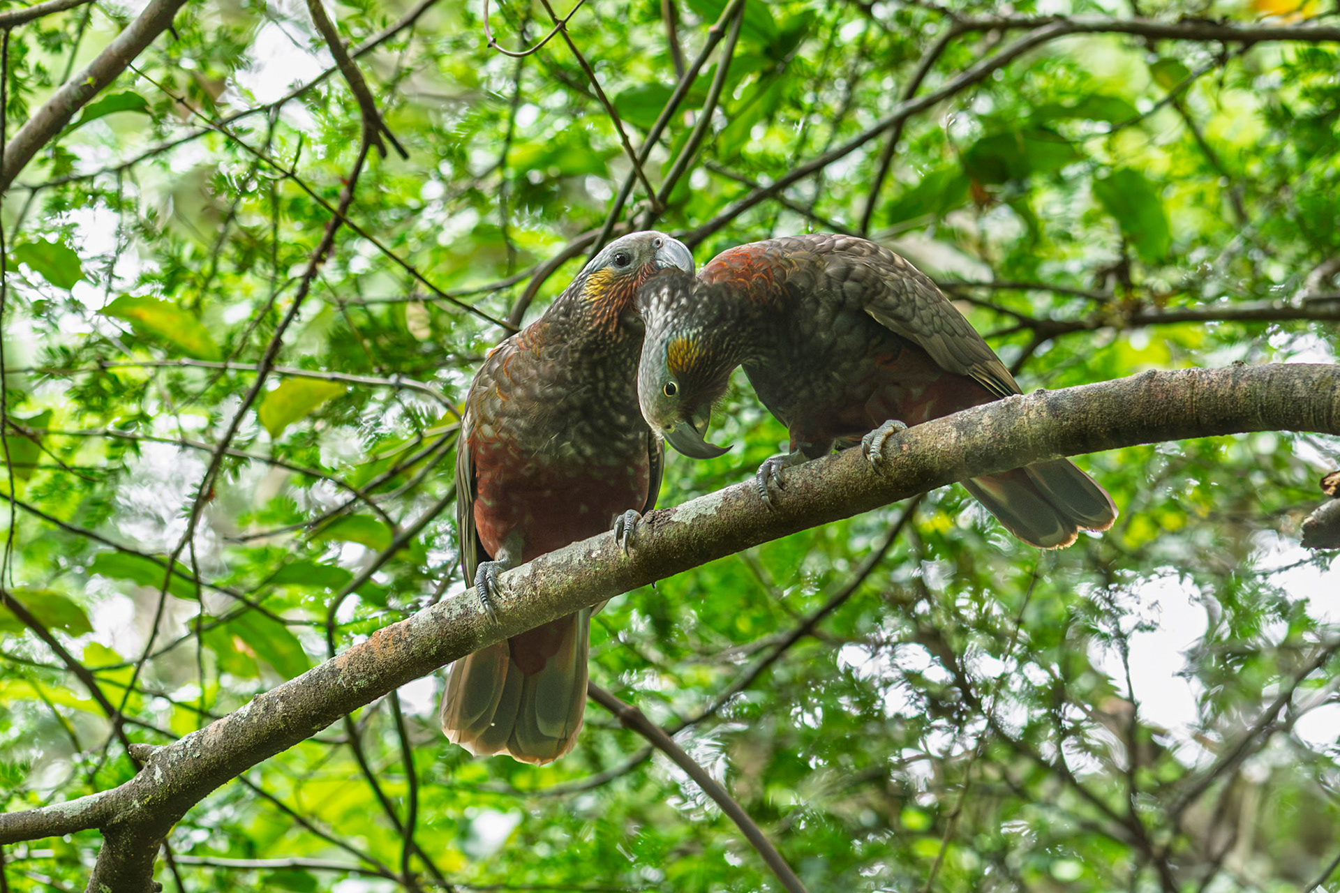 | Kākā (Nestor meridionalis) | Stuart Island / Rakiura | South Island | New Zealand |