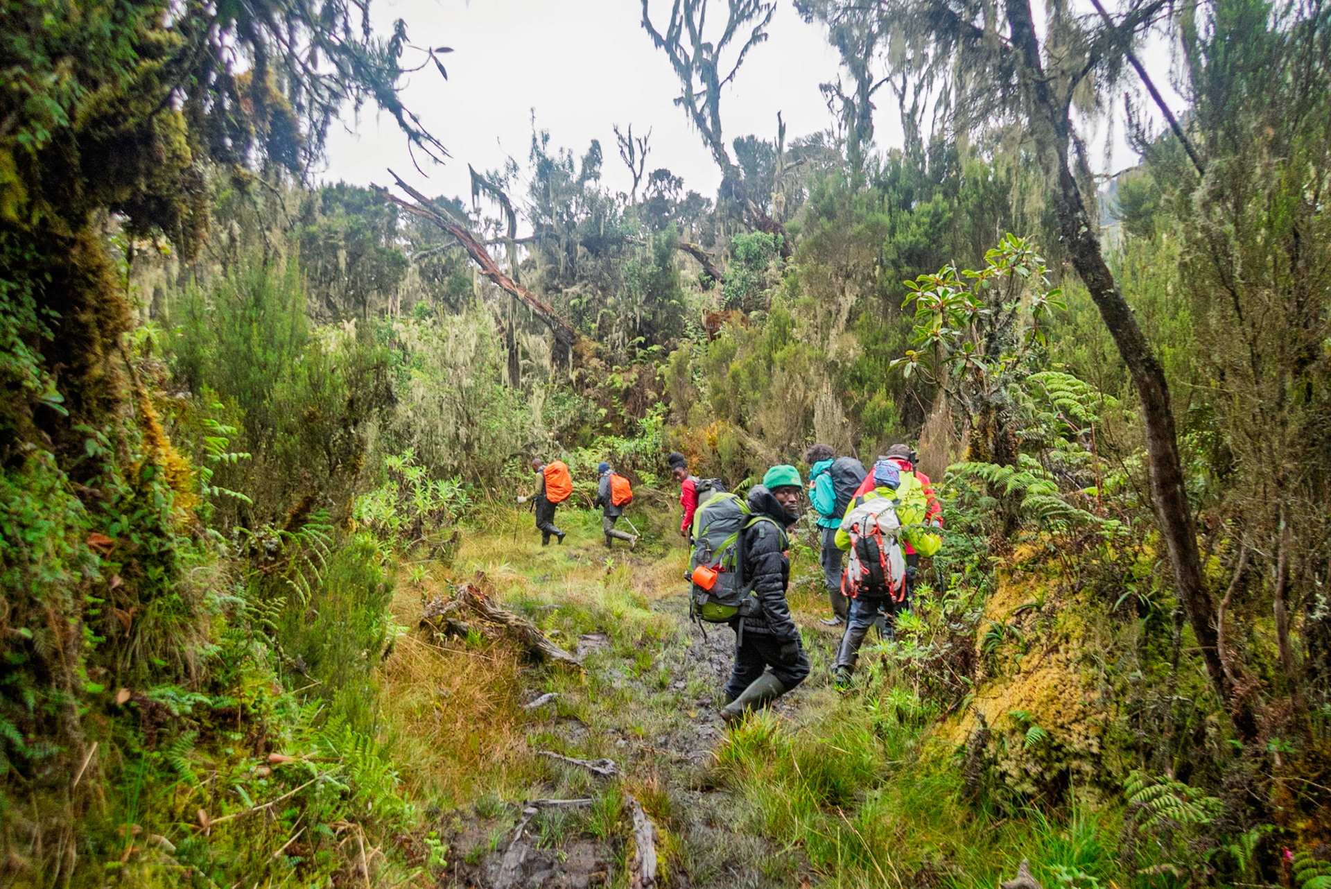 | Day 7. Guy Yeoman (3.505 m) - Trailhead |  Rwenzori Mountains | Uganda |  Rwenzori Mountains | Uganda |