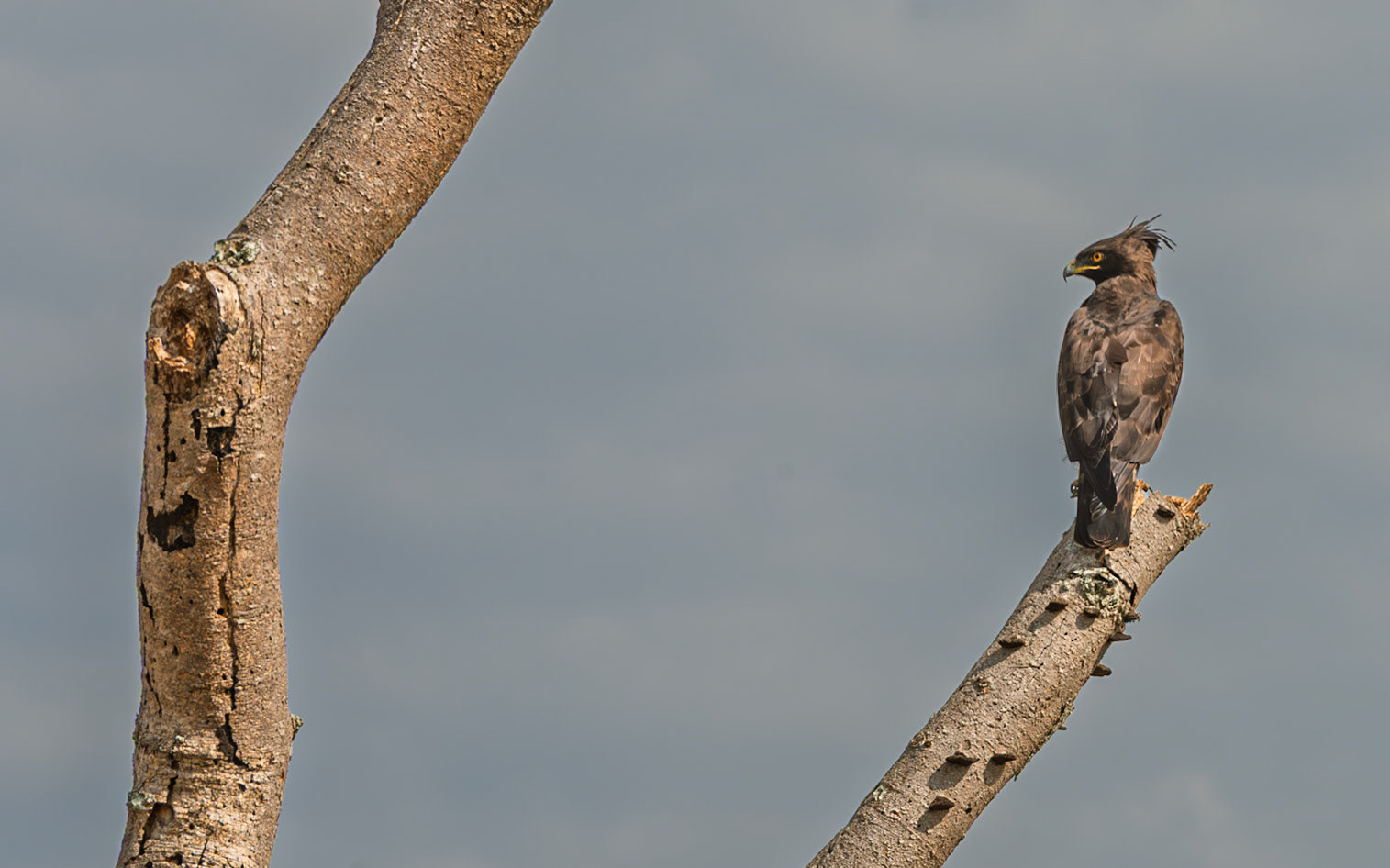| Martial eagle (Polemaetus bellicosus | Mburo Lake | Uganda |