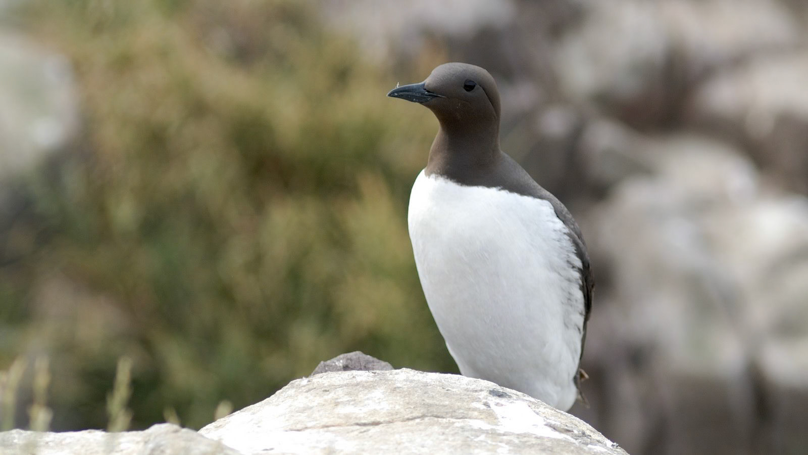 | Common guillemot (Uria aalge) | Farne Islands | Northumbria | United Kingdom |