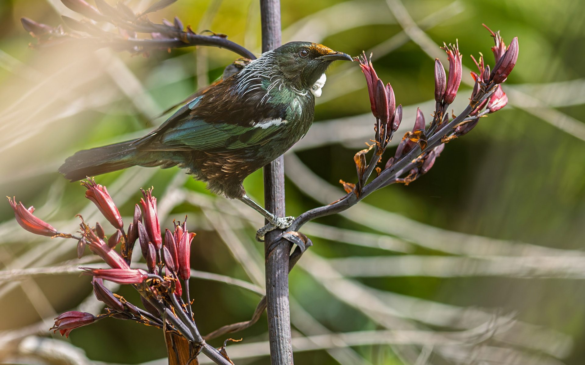 | Tūī (Prosthemadera novaeseelandiae) | Queen Charlotte Sound | South Island | New Zealand |