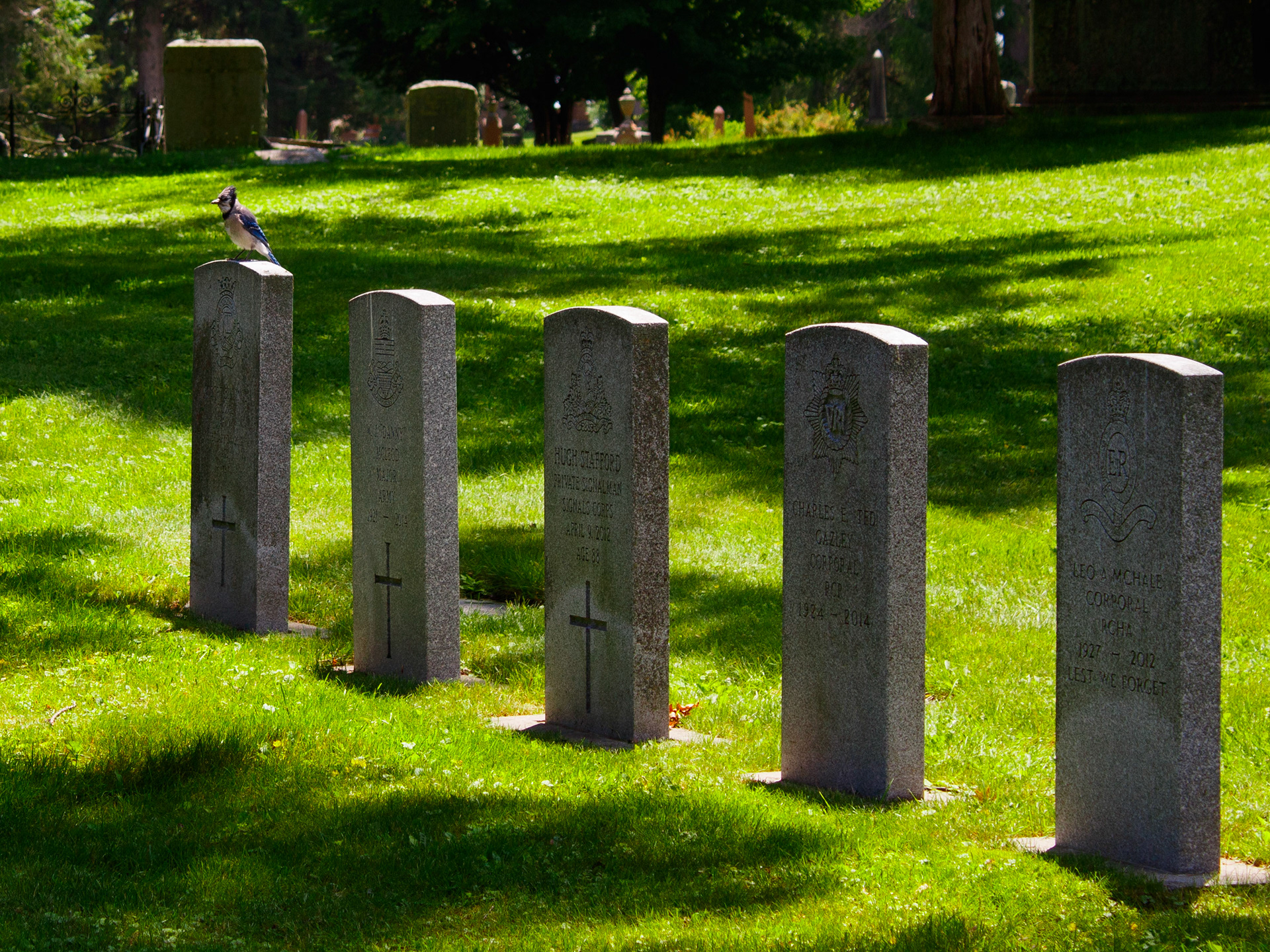 A blue jay spotted resting near the historic military plots. This image struck a perfect balance between natural beauty and quiet reverence, making it an ideal visual for our respectful memorial and veteran-focused content.