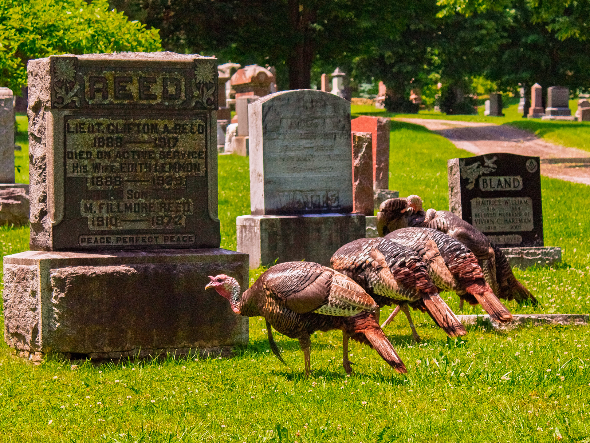 Capturing the local wildlife, like these wild turkeys roaming the grounds, helped soften our social media feed. These candid nature shots consistently drove high organic engagement by framing the cemetery as a peaceful, living green space for the community.