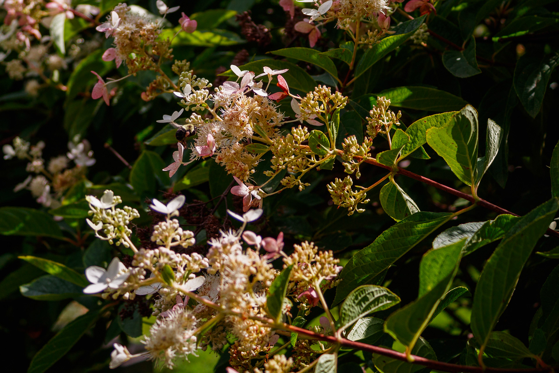 Macro photography captured at Cataraqui Cemetery, highlighting the vibrant biodiversity thriving within the grounds. This shot emphasizes the cemetery’s commitment to maintaining a living, breathing ecosystem that supports local pollinators amidst the historic landscape.