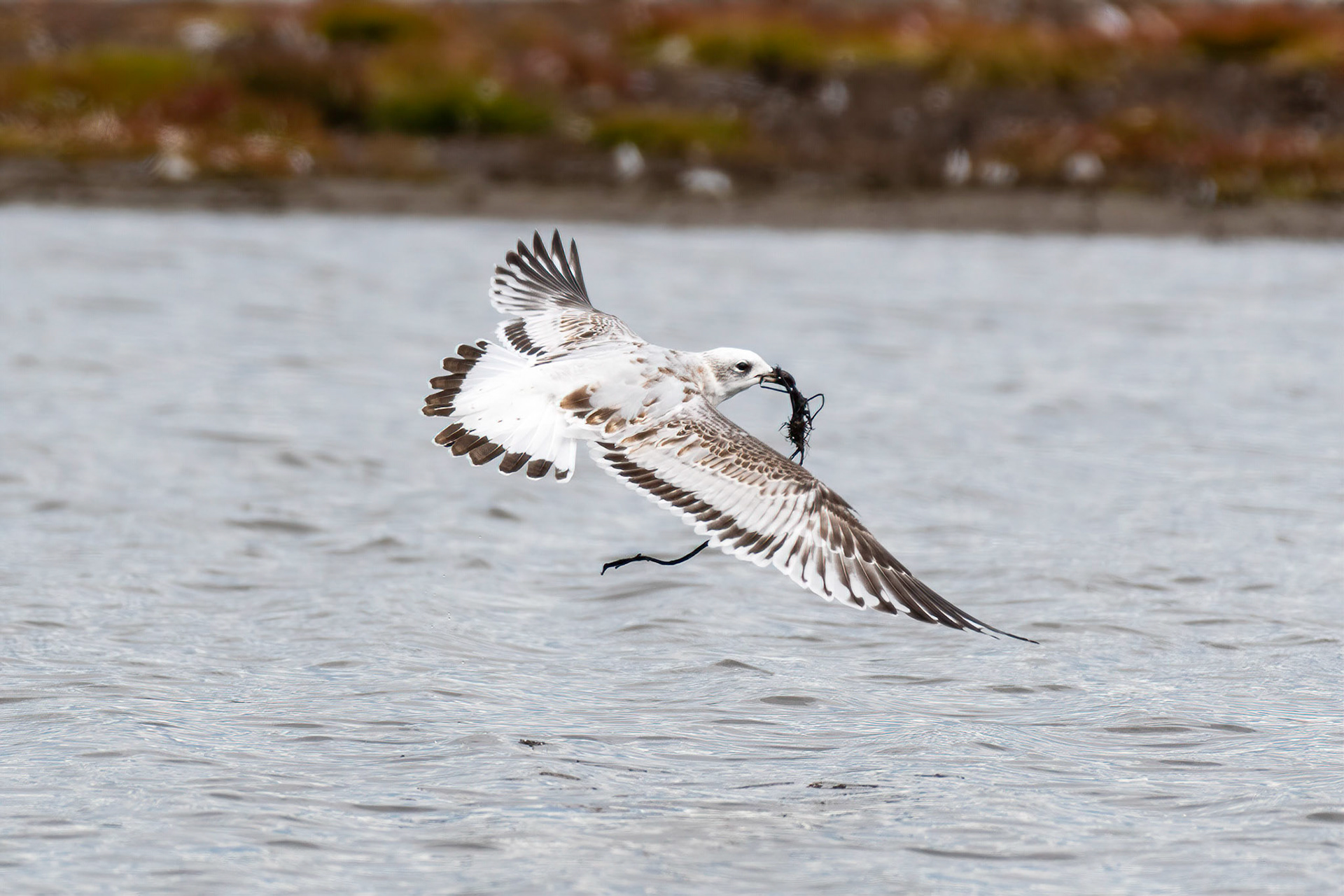 Mediterranean Gull