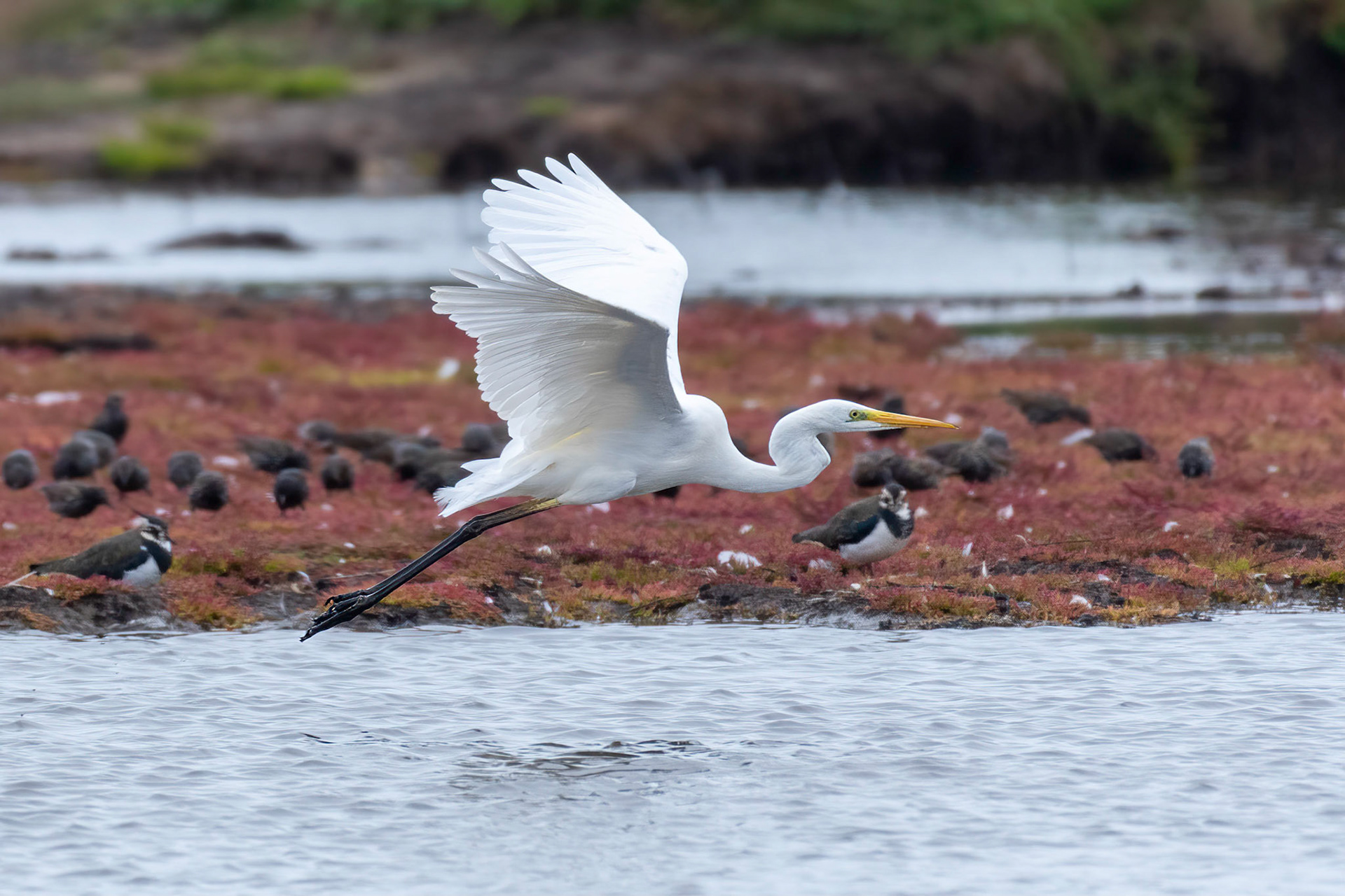 Great White Egret
