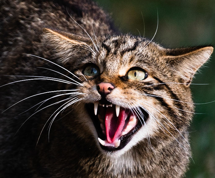 Scottish Wildcat