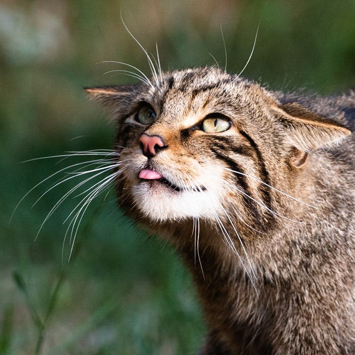 Scottish Wildcat