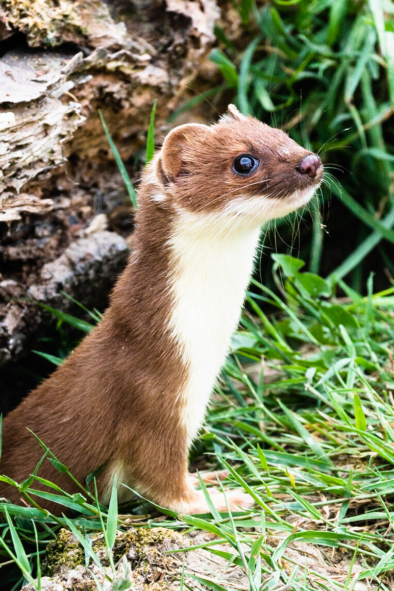 Weasel