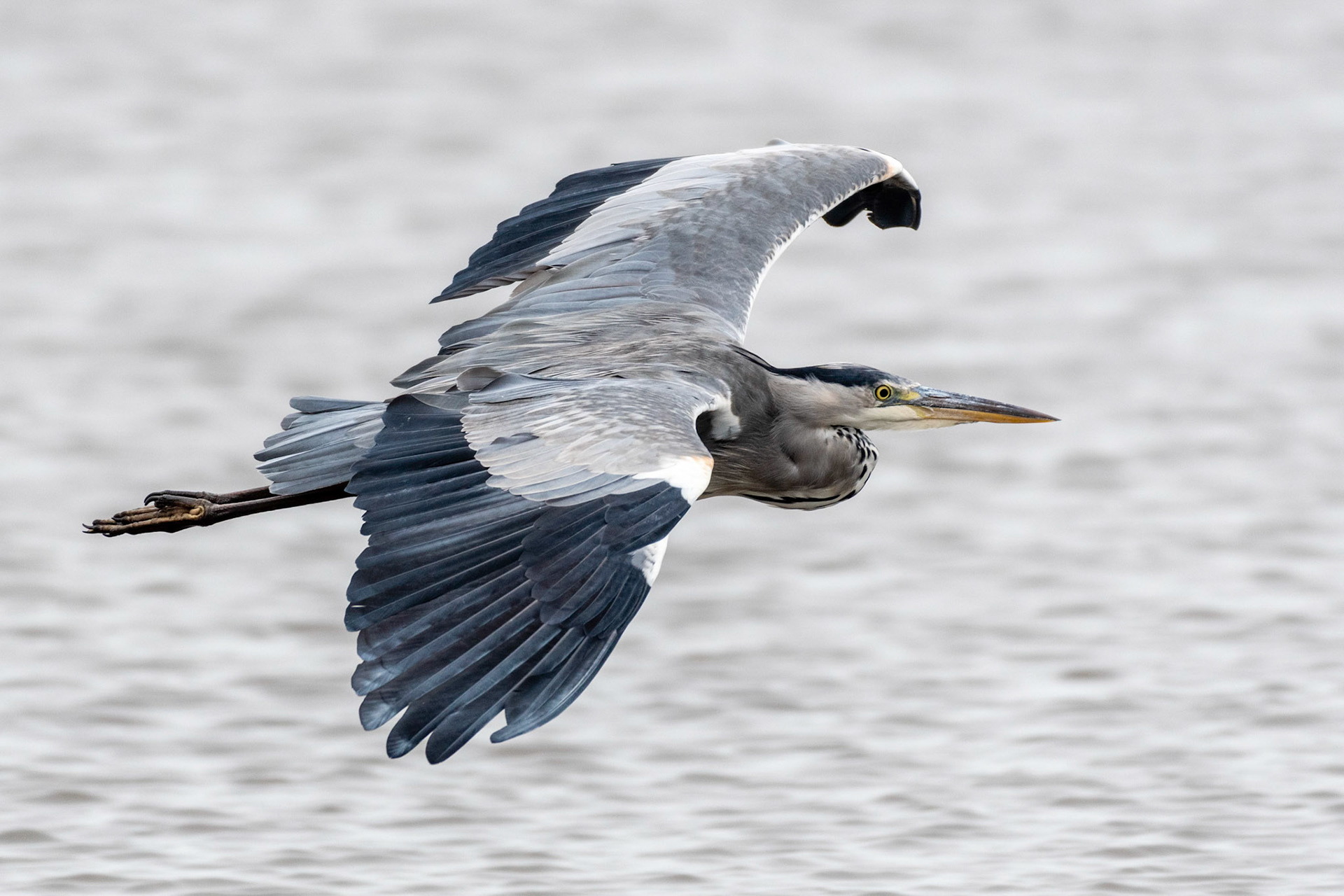 Grey Heron