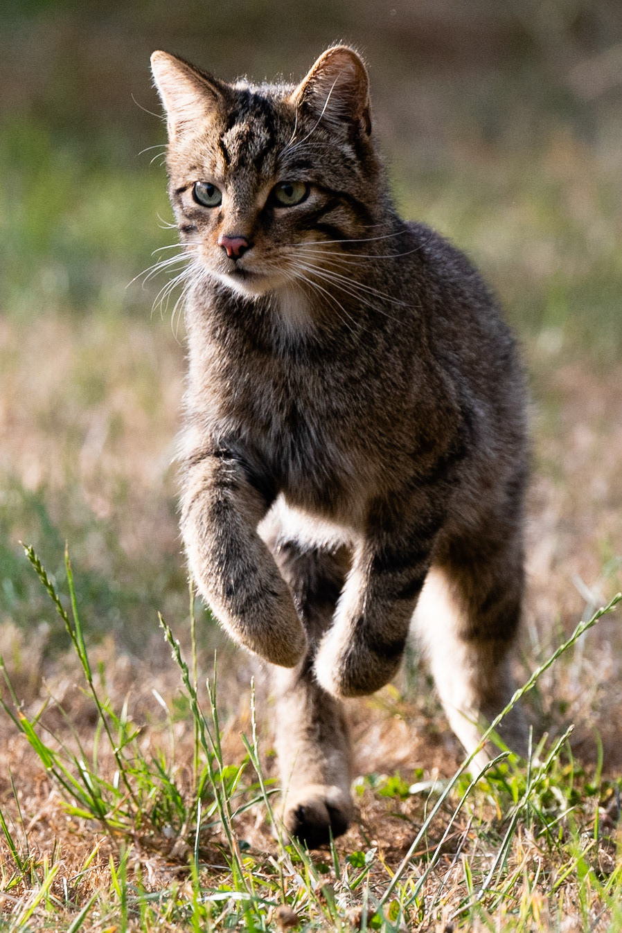 Scottish Wildcat
