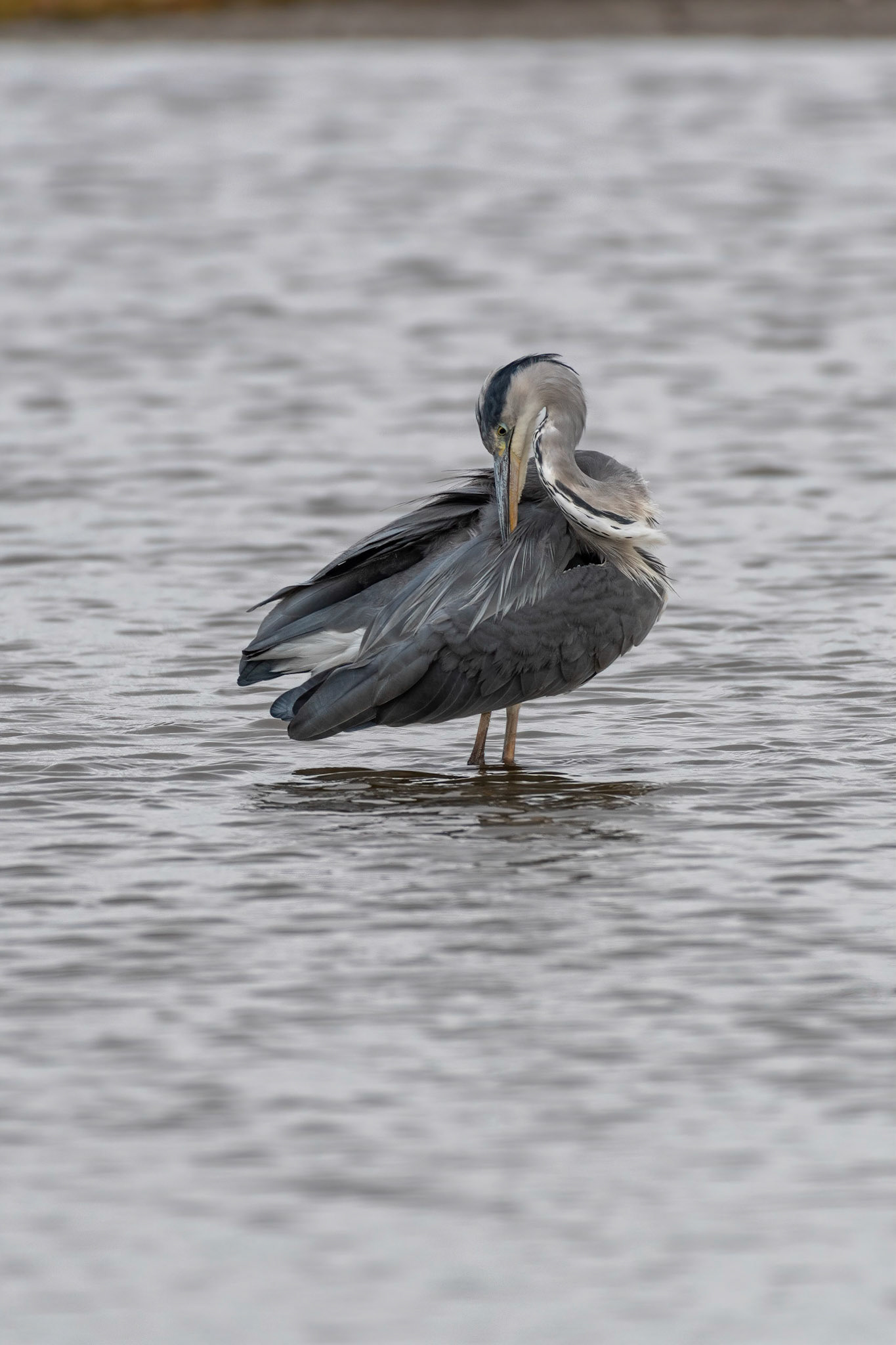 Grey Heron