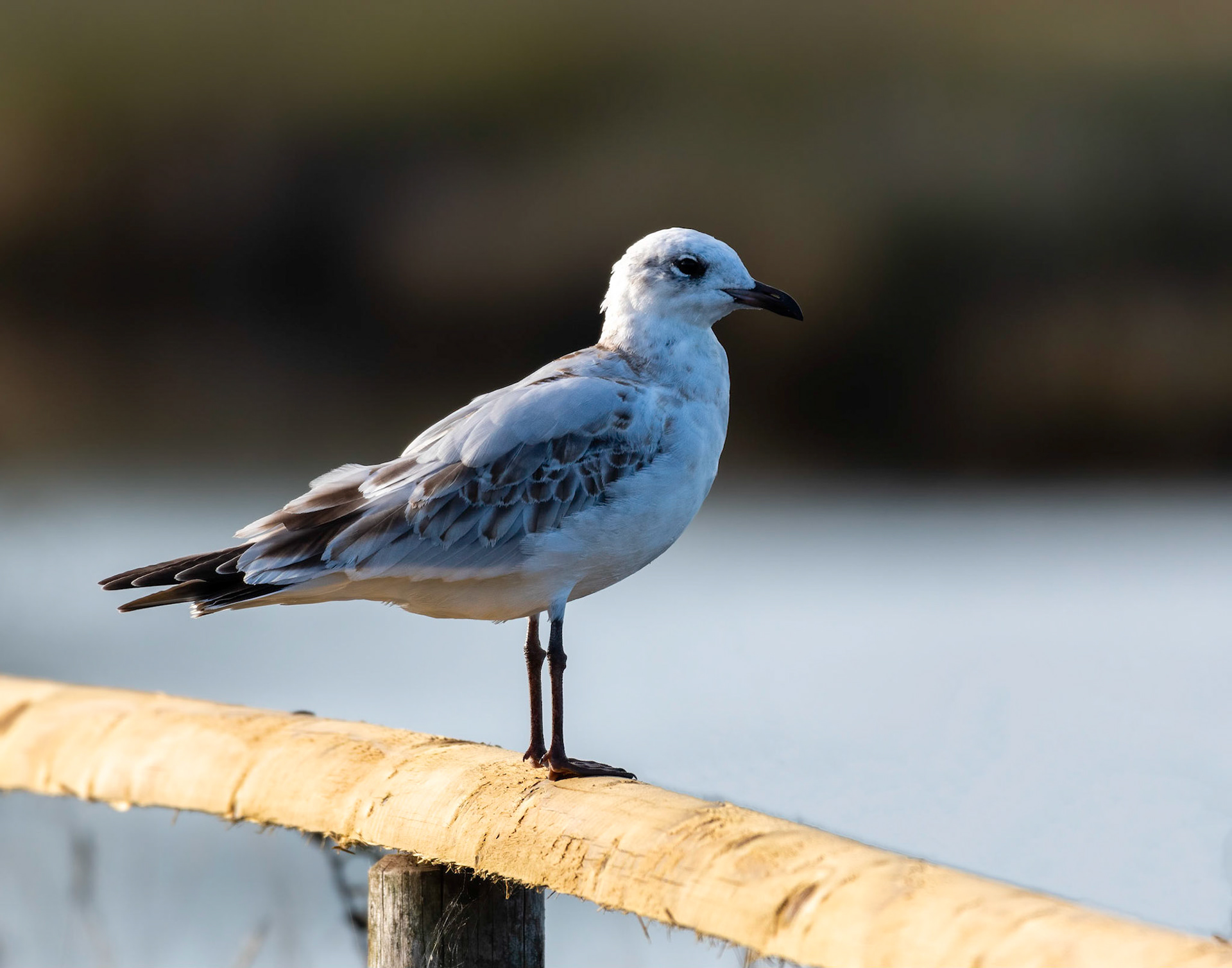 Mediterranean Gull