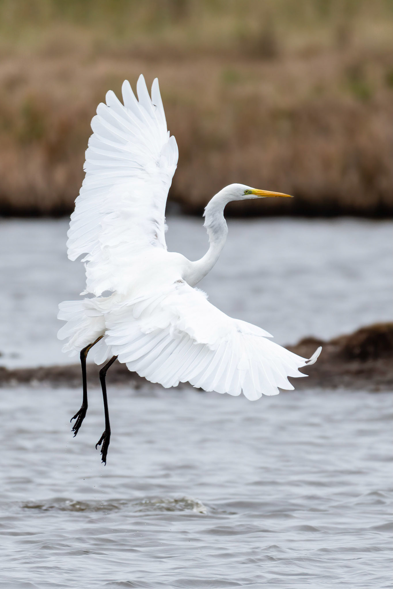 Great White Egret