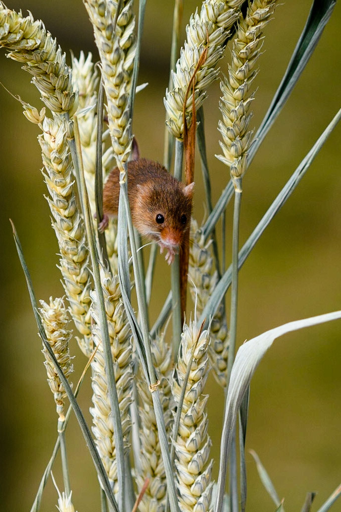 Field Mouse