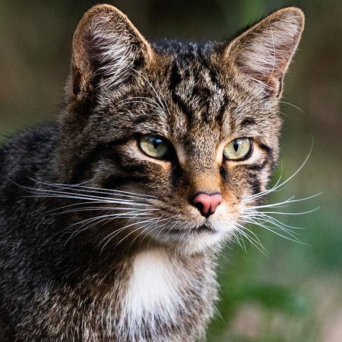 Scottish Wildcat
