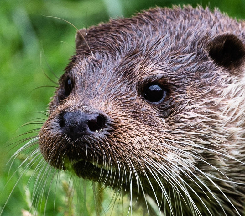 Eurasian Otter
