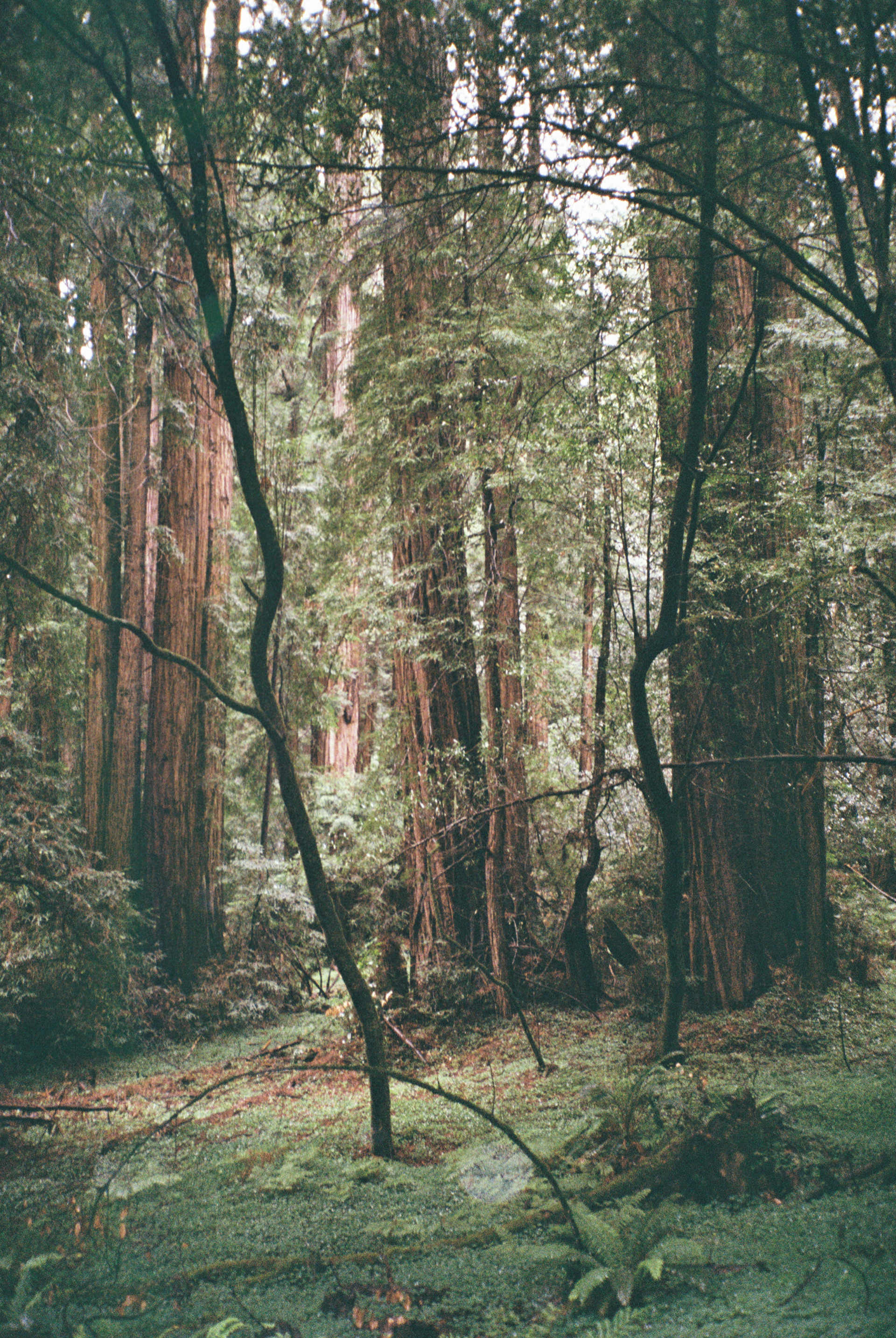 Muir Woods, California