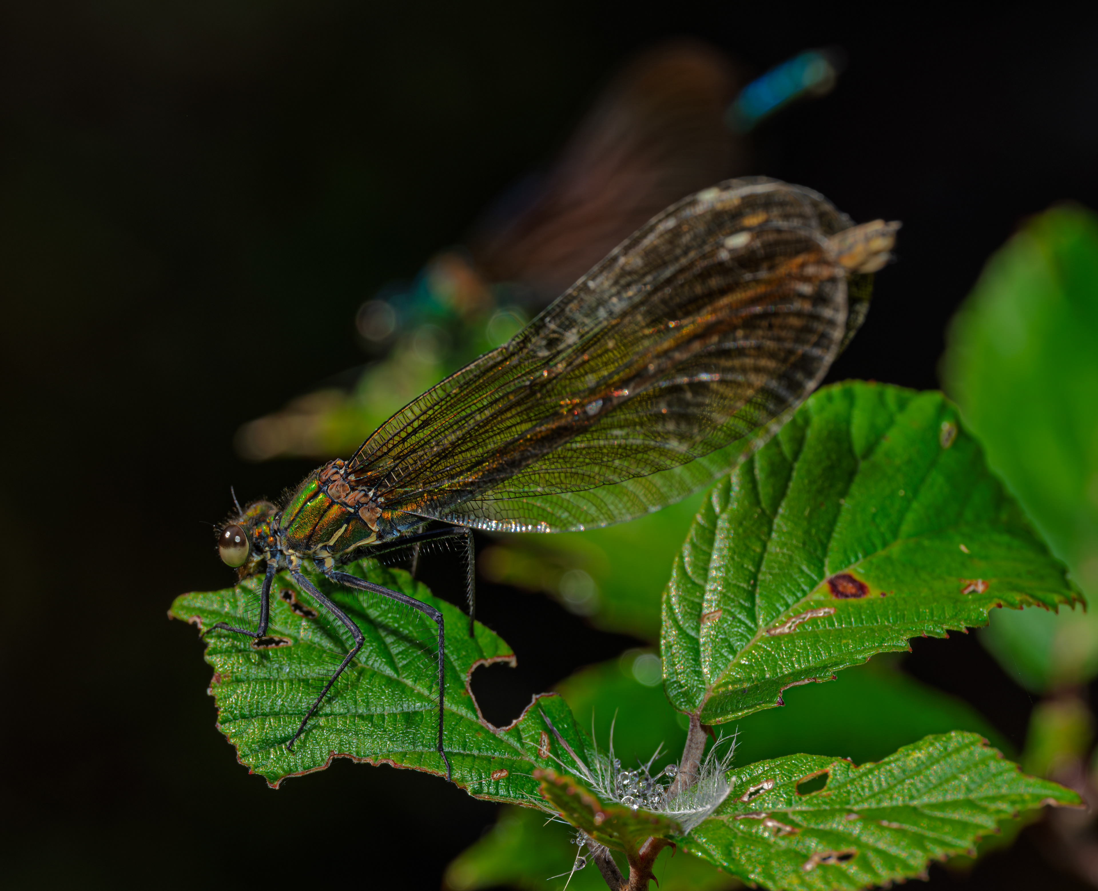 caballito del diablo