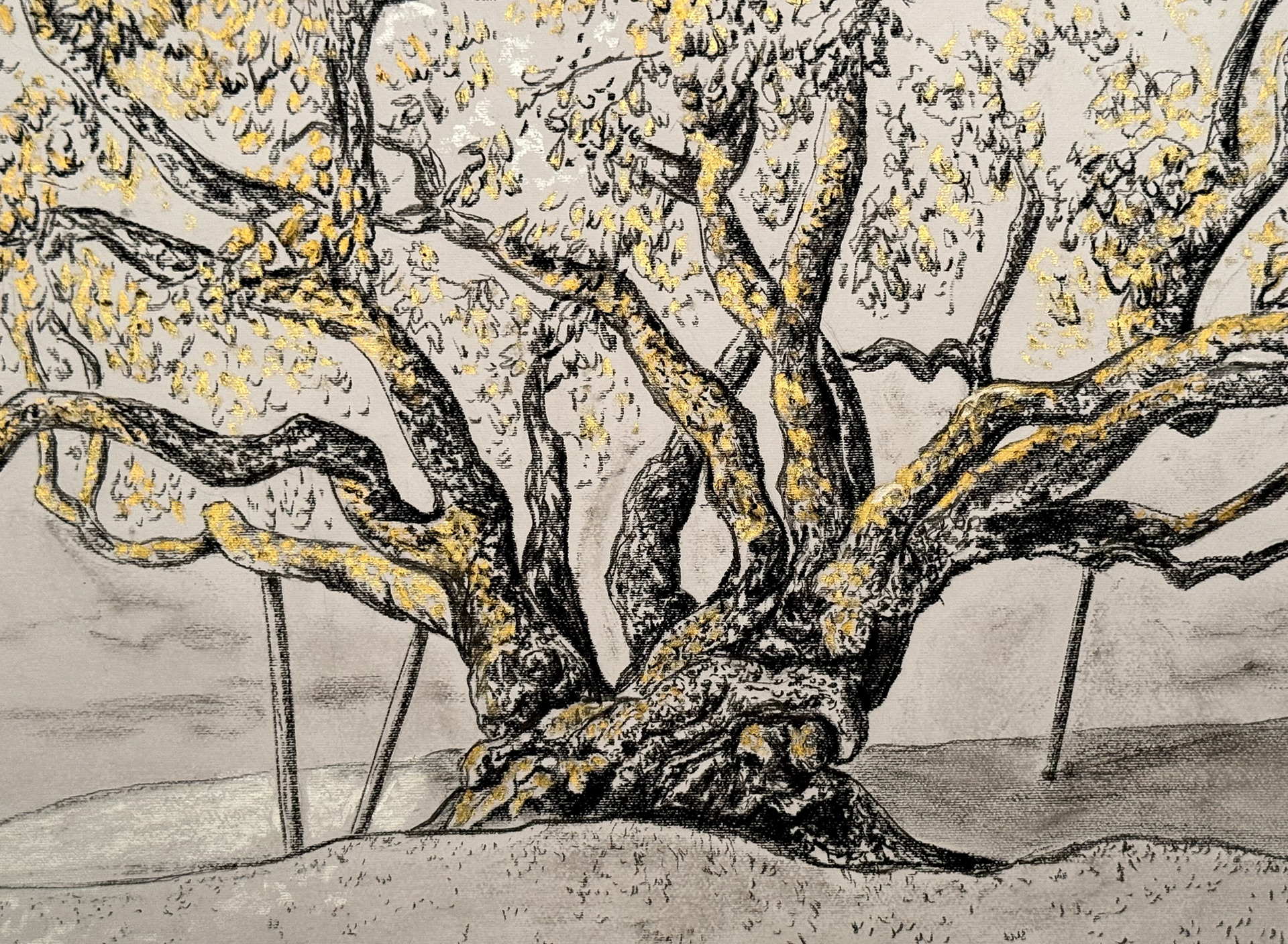 Over 150 Year old Catalpa Tree