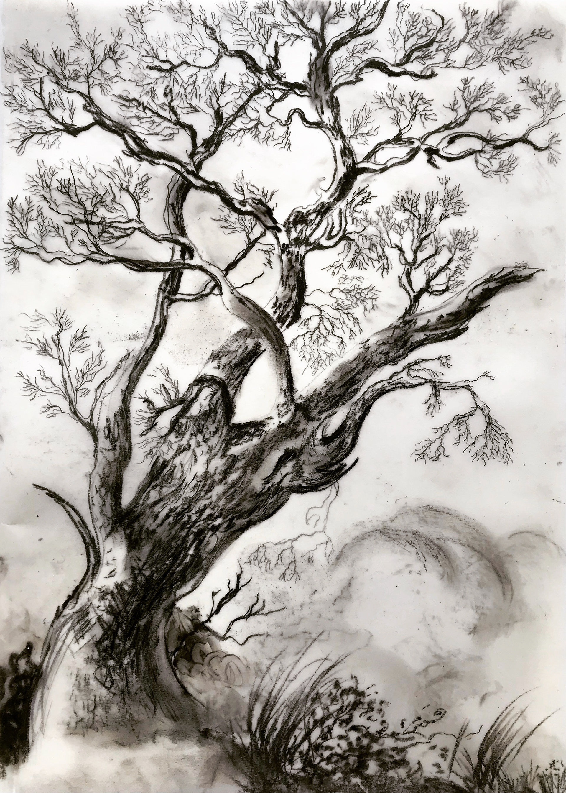 Charcoal & Oil on Translucent Card